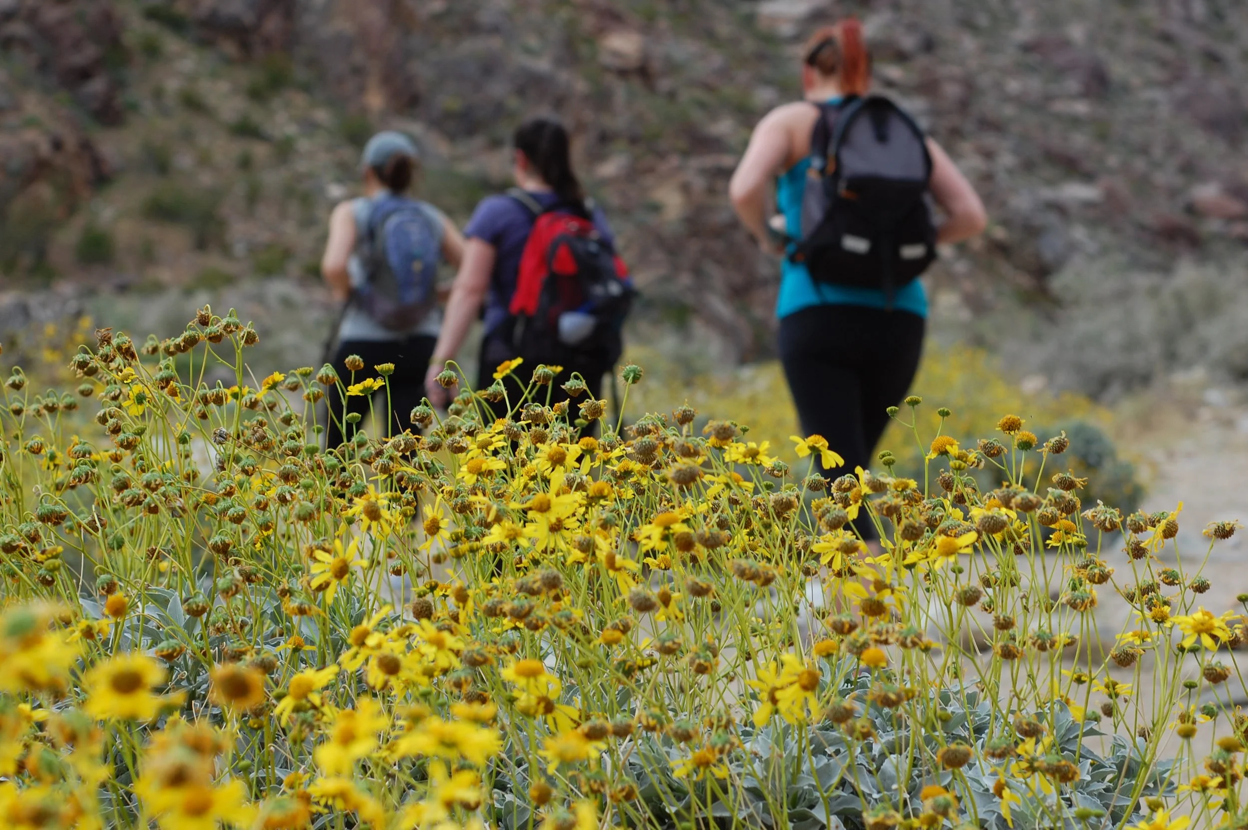 Hikes in San Diego’s Anza Borrego Desert (and Wildflowers) — Hiking San