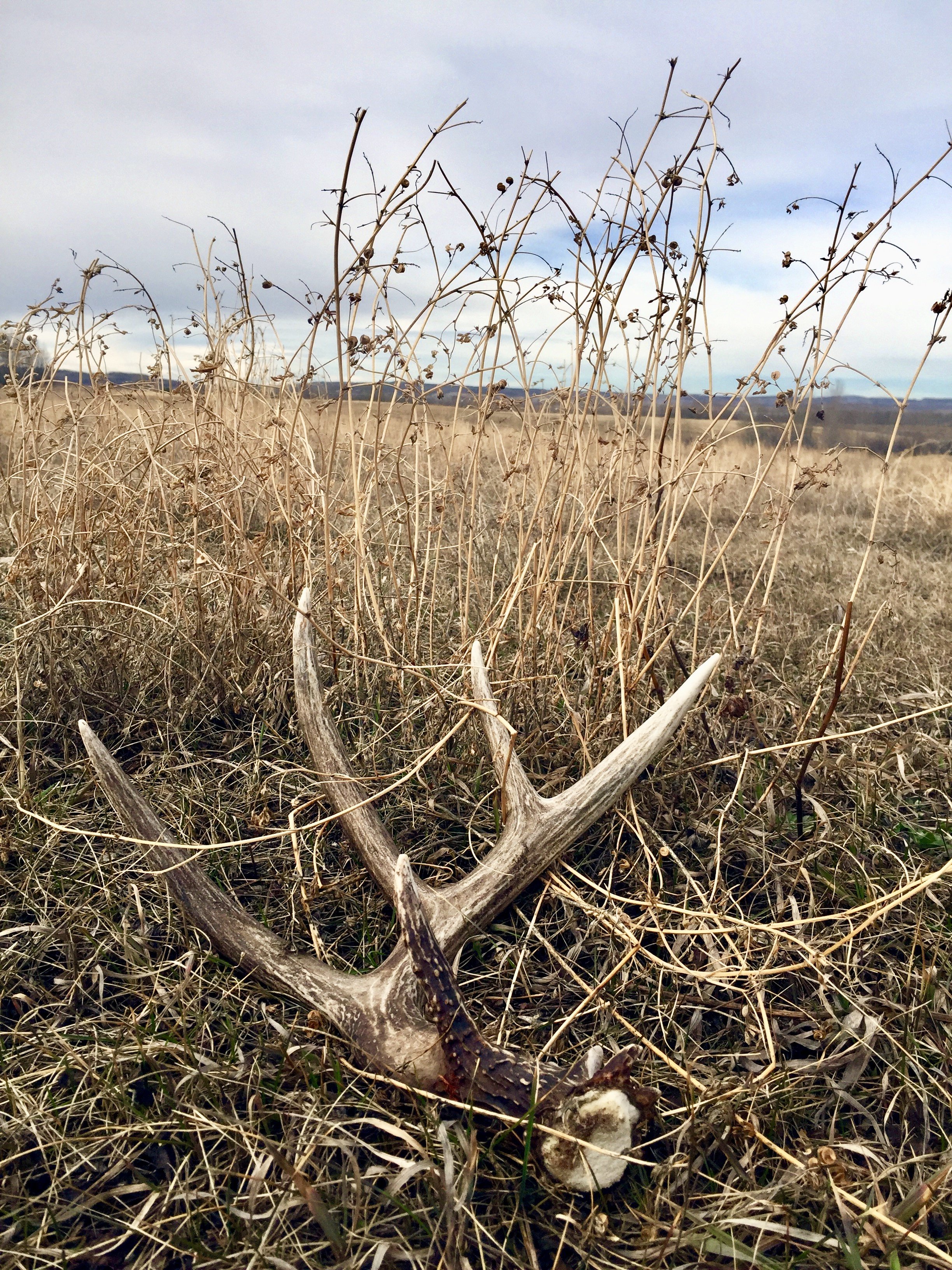 Moose Antler Shed Hunting