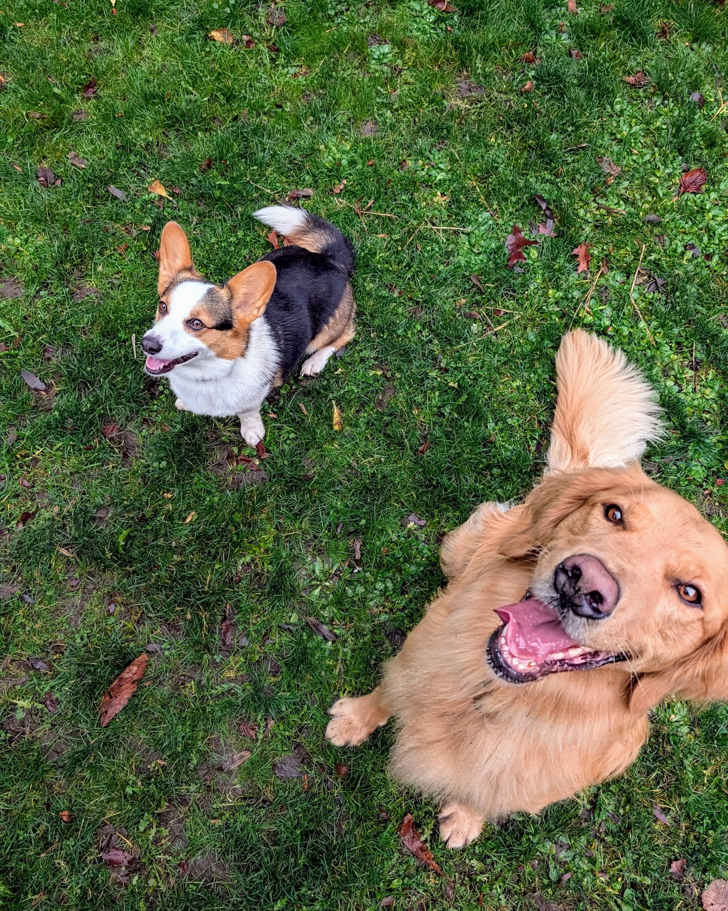 The Typical Media dogs (Cola and Finn) met for the first time today! It was great. They're already planning their own business, it's going to be a barketing company. 🐾
