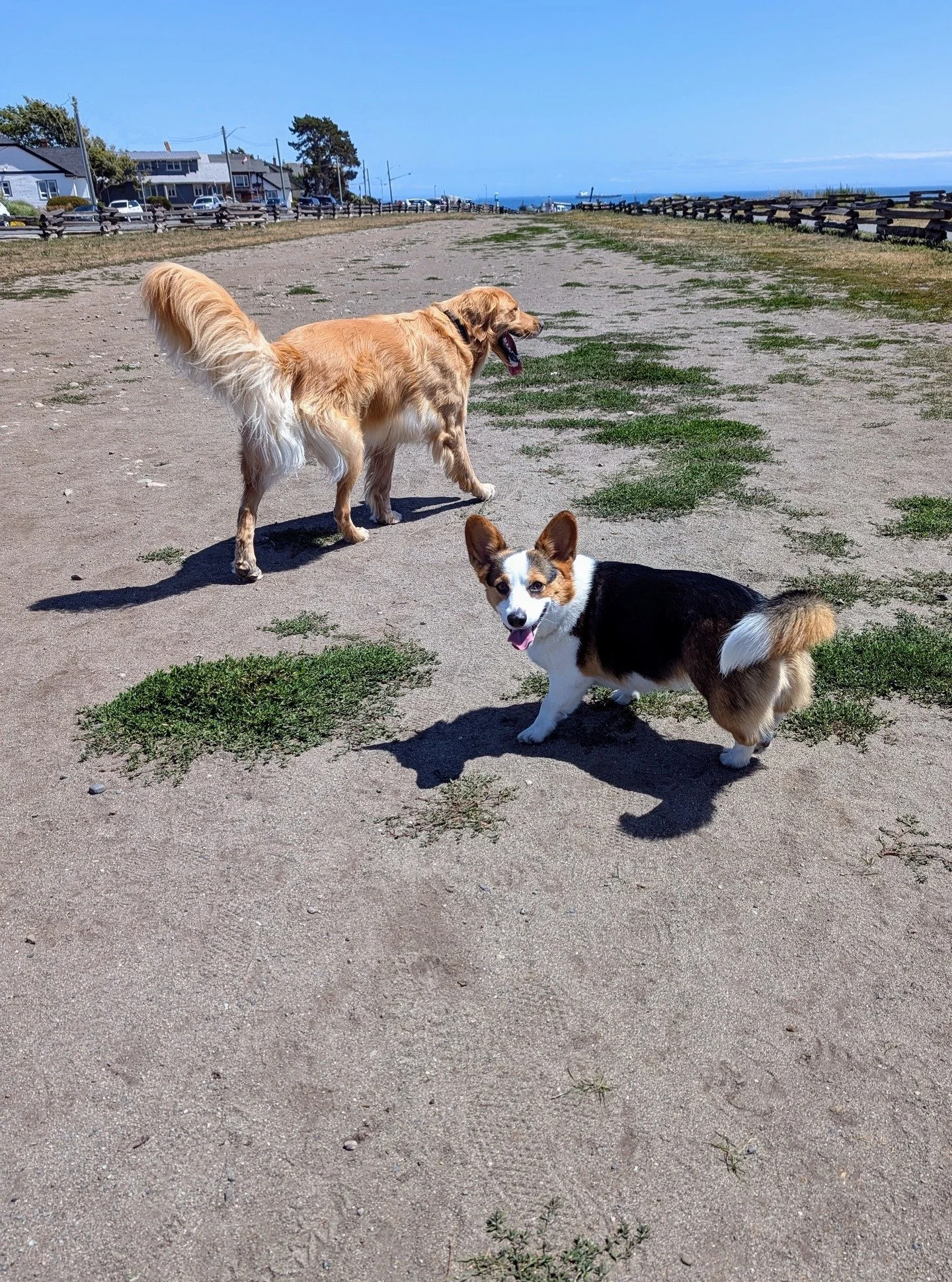 Its a rare occurrence that the Typical Dogs; Cola &amp; Finn, get together. But when they do, its a real paw-rty.

#dogsofinstagram #dogsgetlikes #likeme #likeforlike #desperate #dogpun