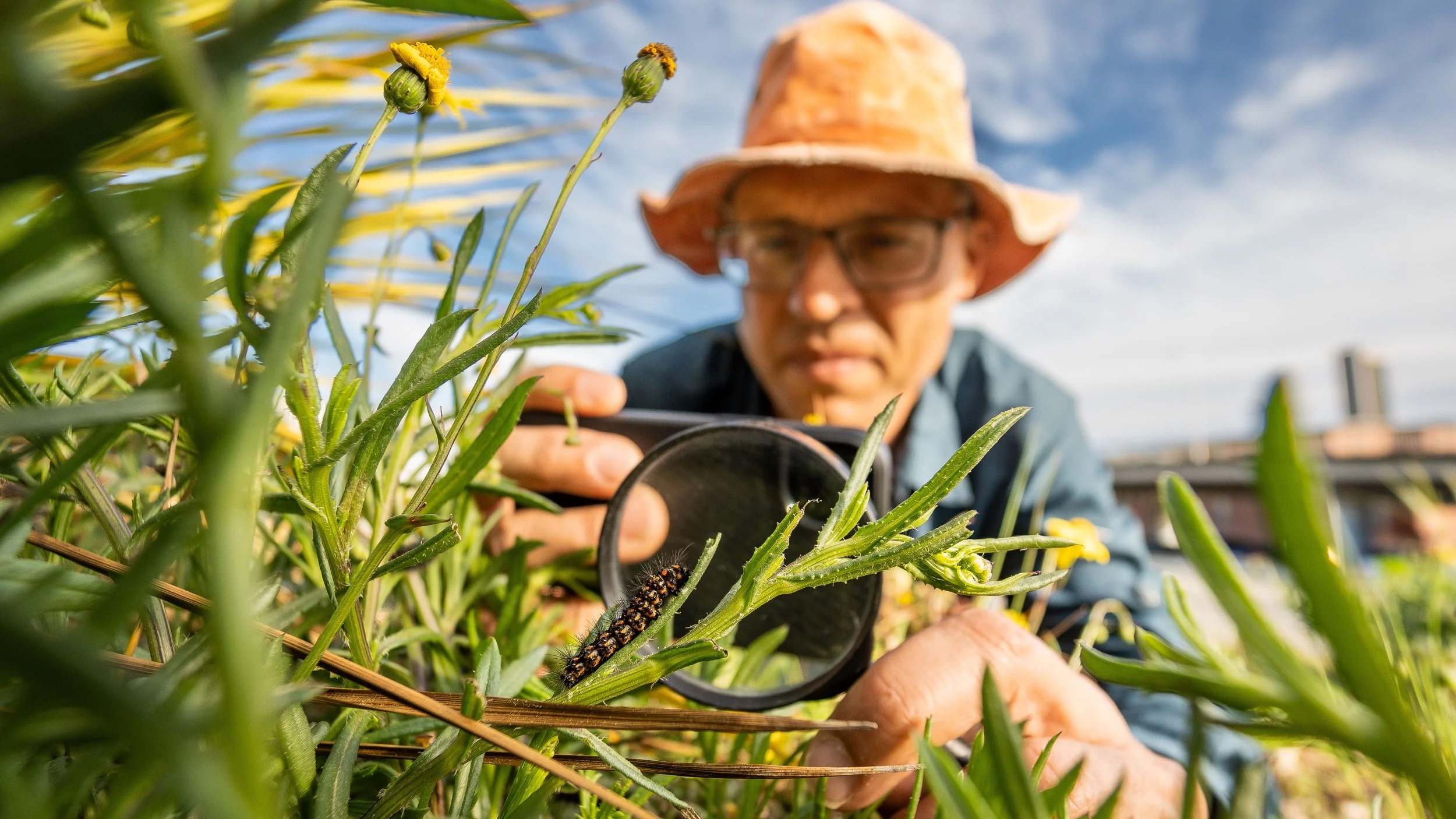 Here the Wild Things Are