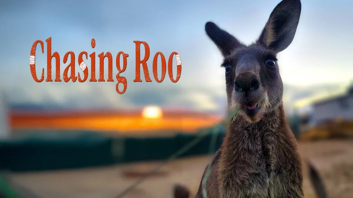 Chasing Roo