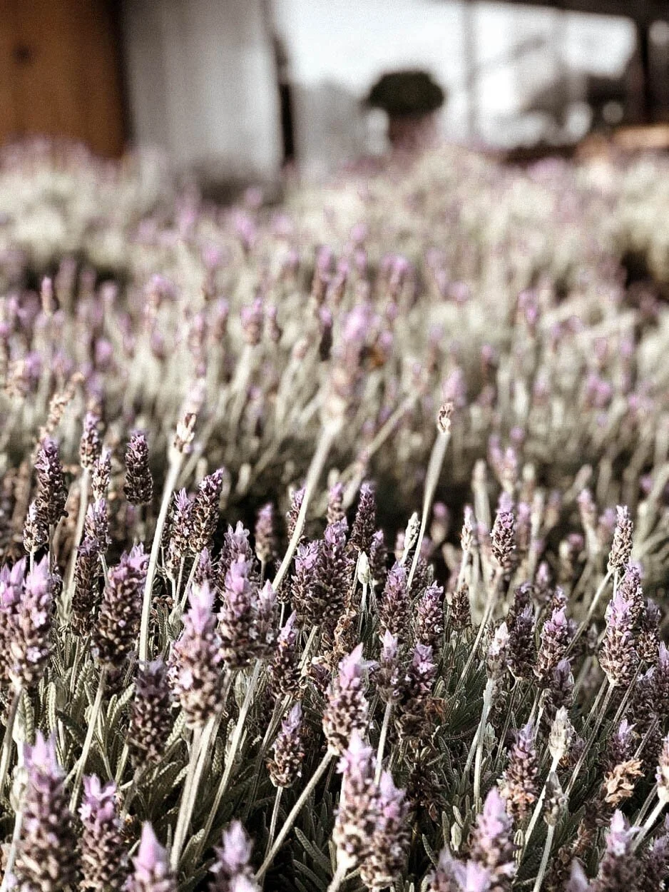 Happy to Introduce you to Sowing: uma Experiência de Wellness Transformadora