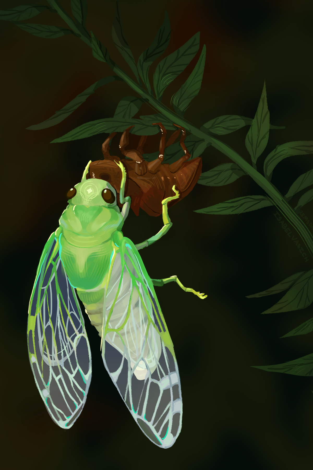 4x6 cicada.png
