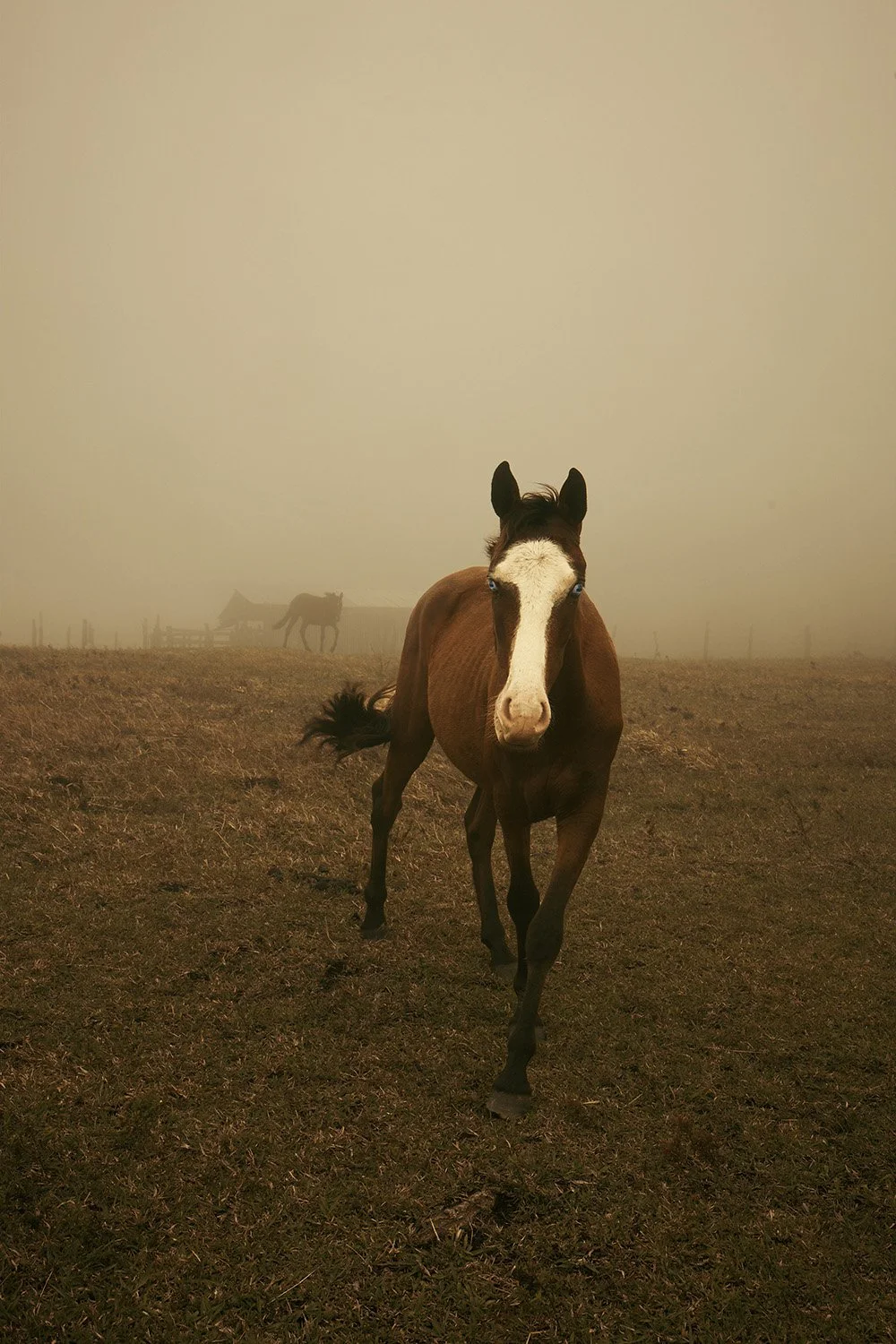 CostaRica_Horse_BlueEyes_Mist_Distance.jpg