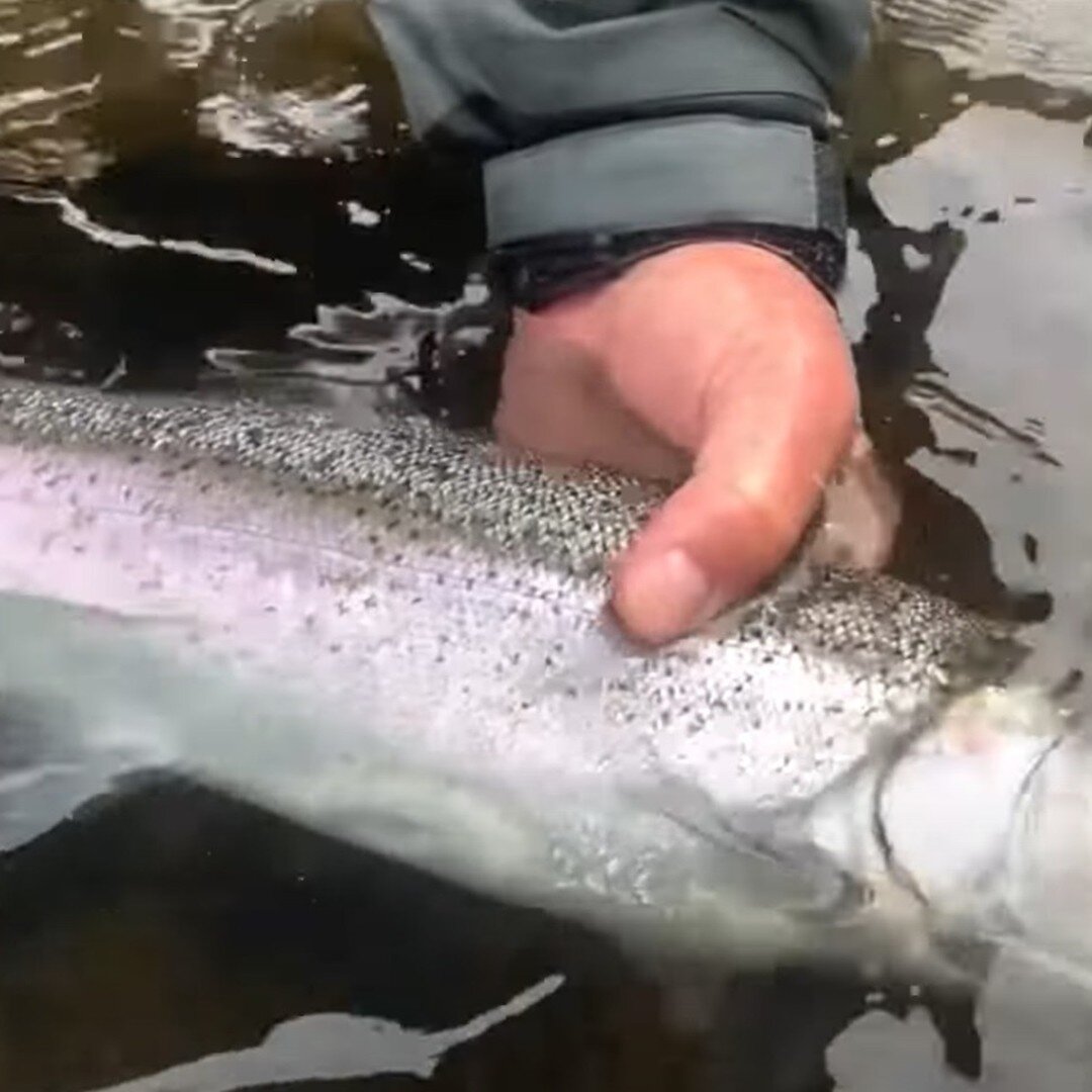 Well that's a wrap! We've concluded our spring steelhead campaign which was both challenging and rewarding at the same time - check out our final video from this spring season which features tips on how to handle swinging flies in high water conditio