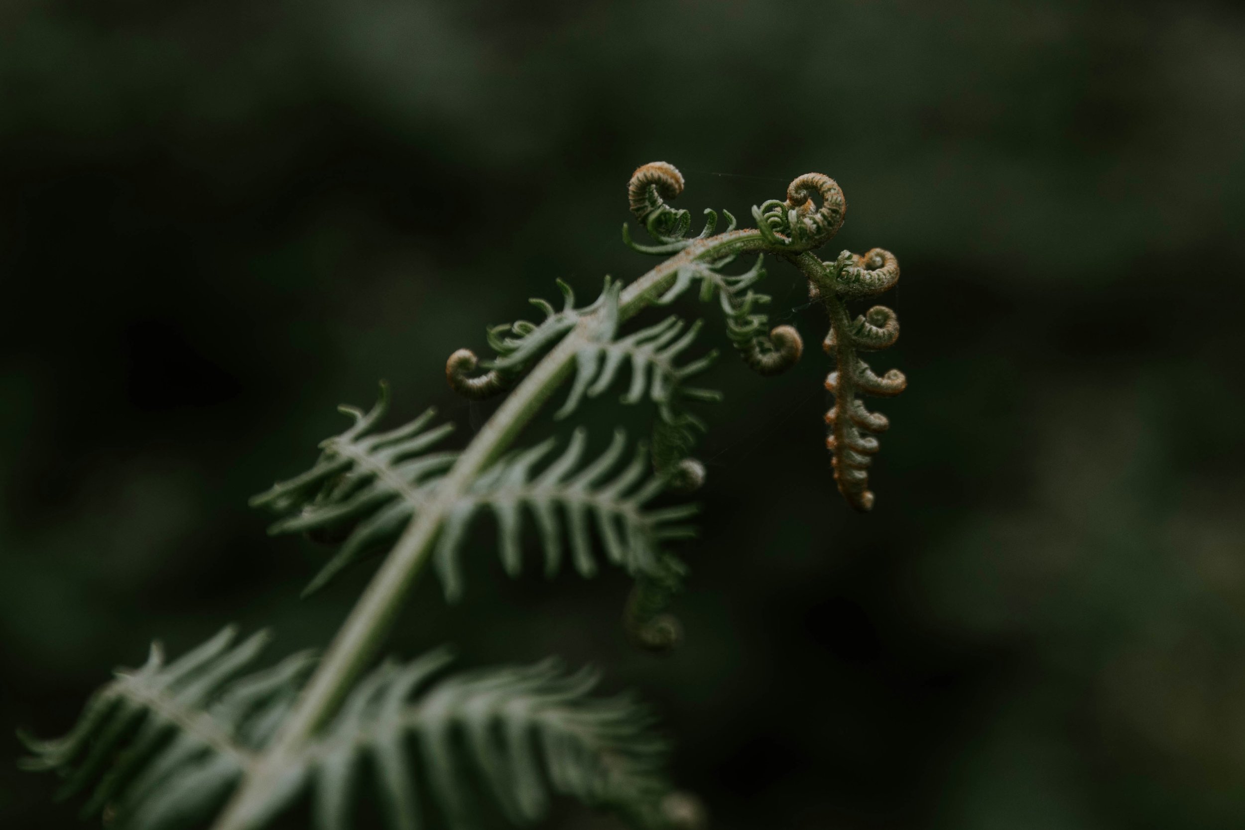 charlotte-coneybeer-QOIWCjEc0UI-unsplash.jpeg