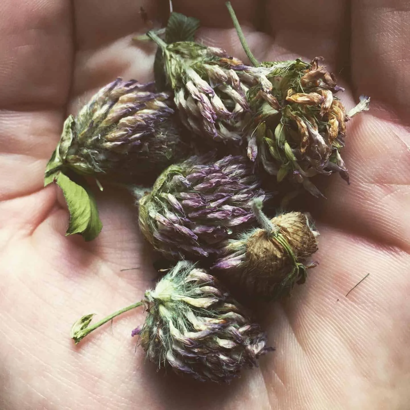 NOURISHING HERBS : HOW THEY SUPPORT &amp; GUIDE OUR BODY