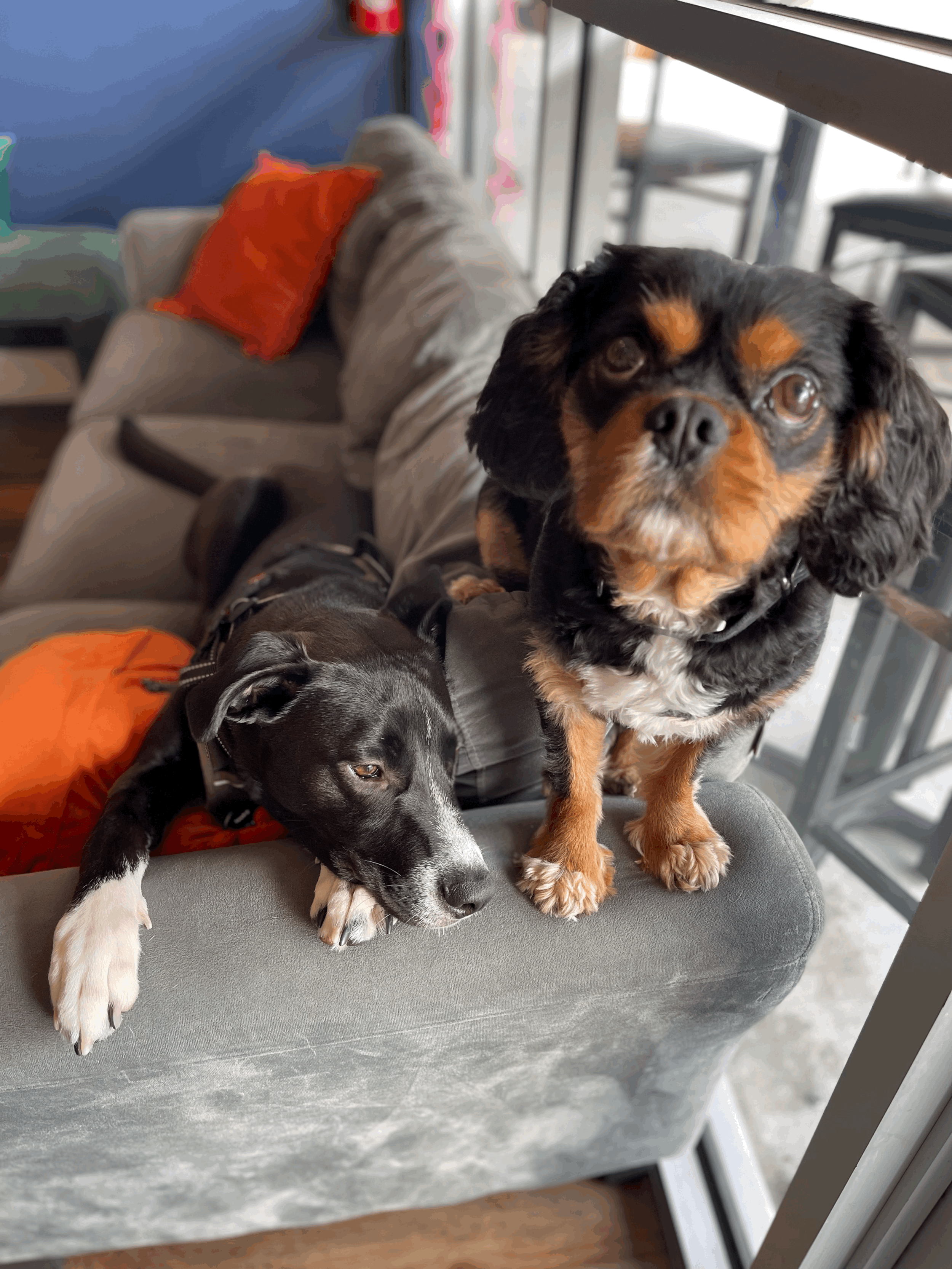 Dogs: Our Beloved Canine Companions and Modern Significant Others