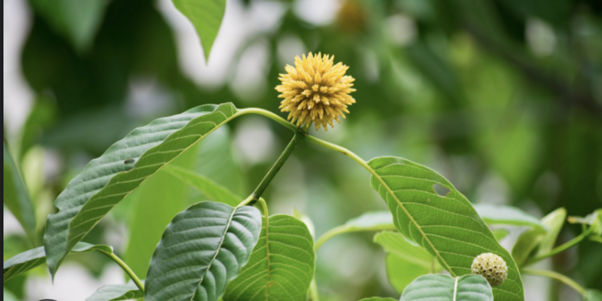 Welcoming Tea 179: Kava Luv's Response to Florida's New Kratom Legislation