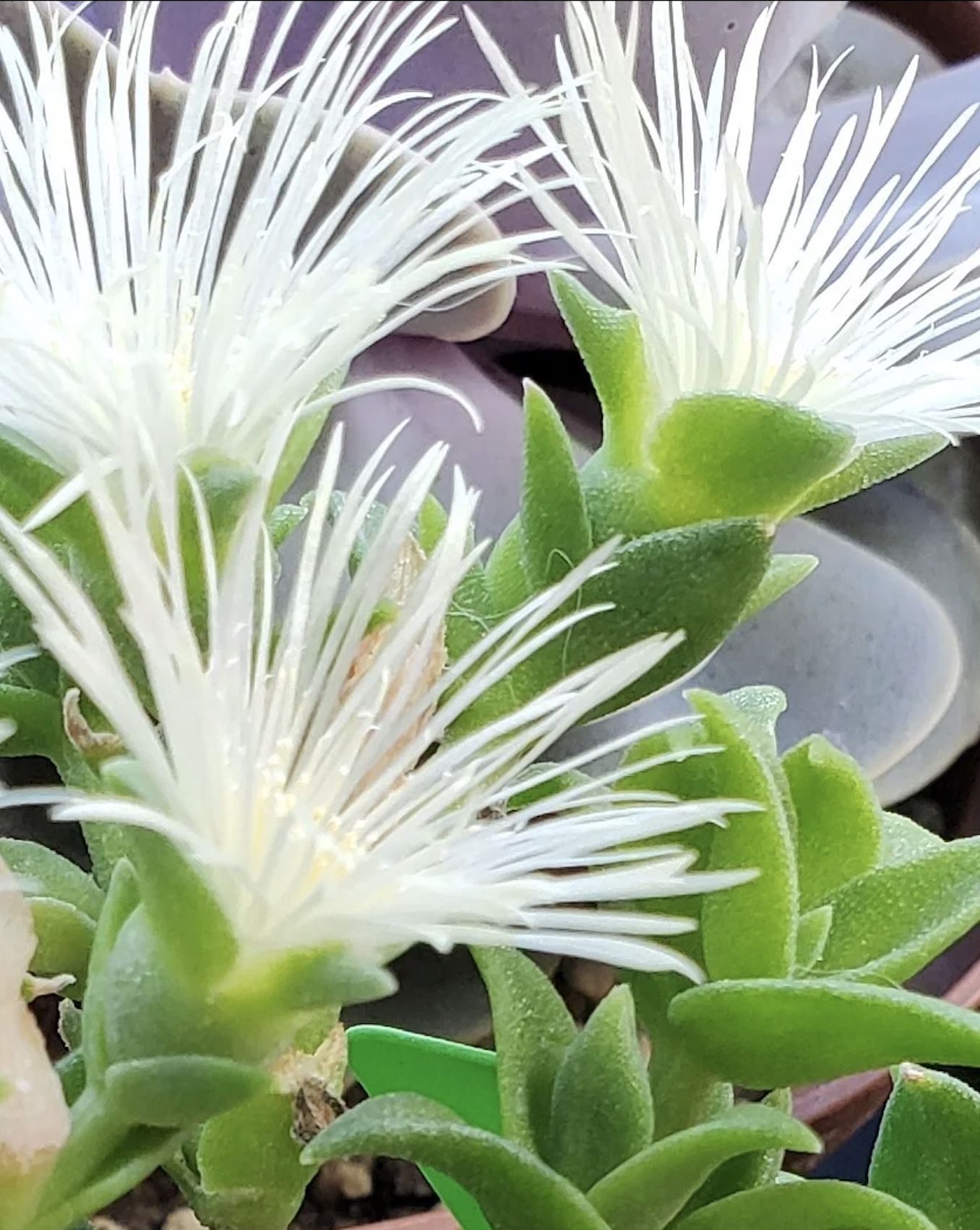 Introducing Kava Luv's Newest Gem: Experience Bliss with Kanna Shots