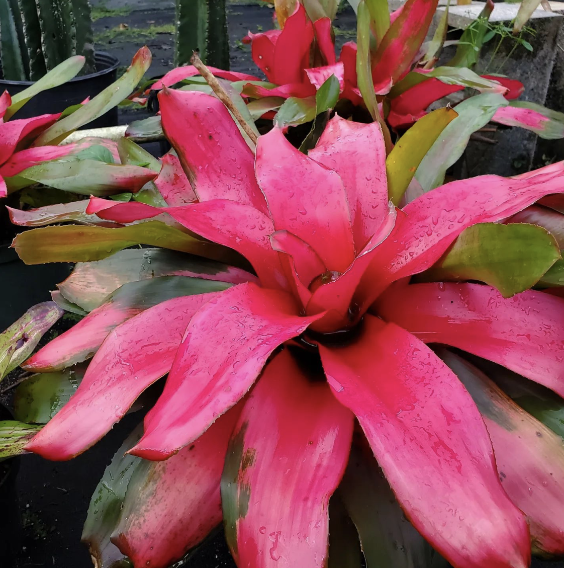 Cultivating Green Dreams: Bonita Bromeliads Passion with Plant Life