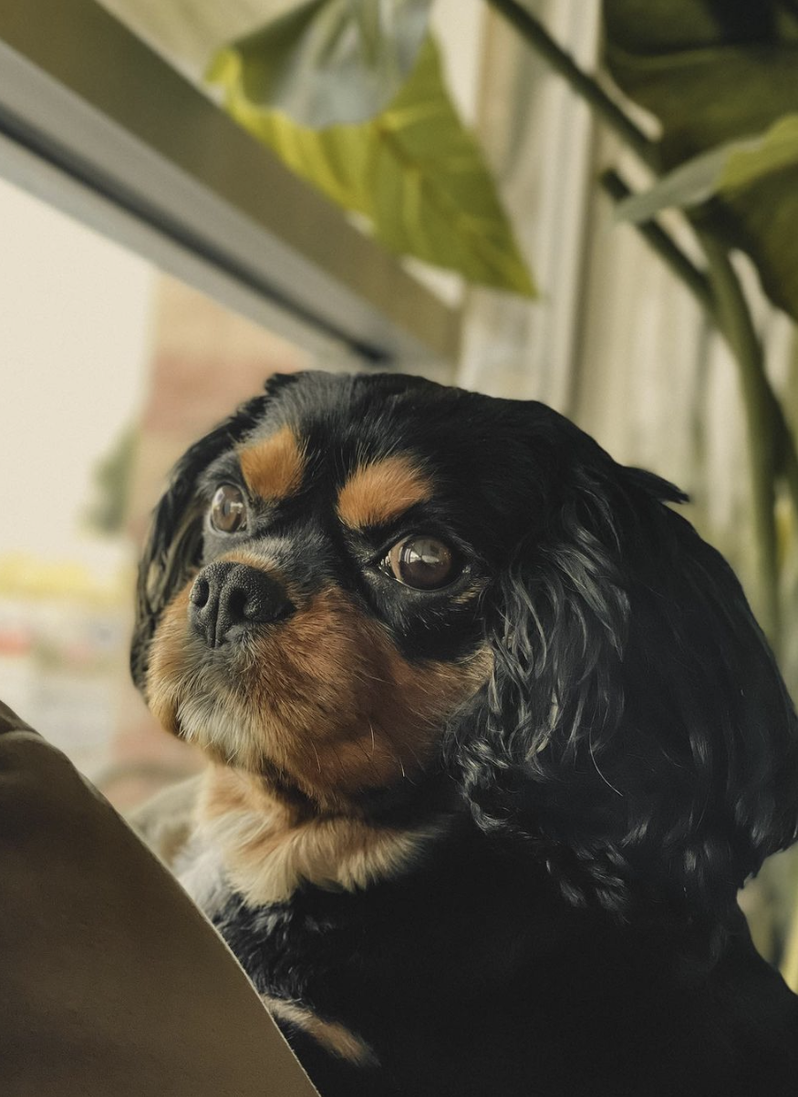 Pawsitively Adorable: Meet the Canine Crew of Kava Luv