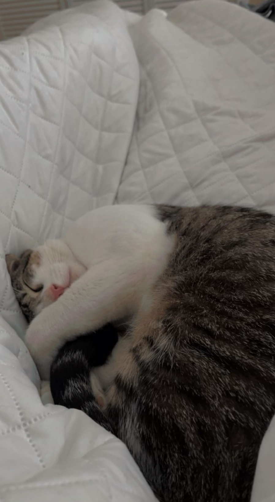 Loki's Journey: A Tale of Rescue, Friendship, and Forever Homes