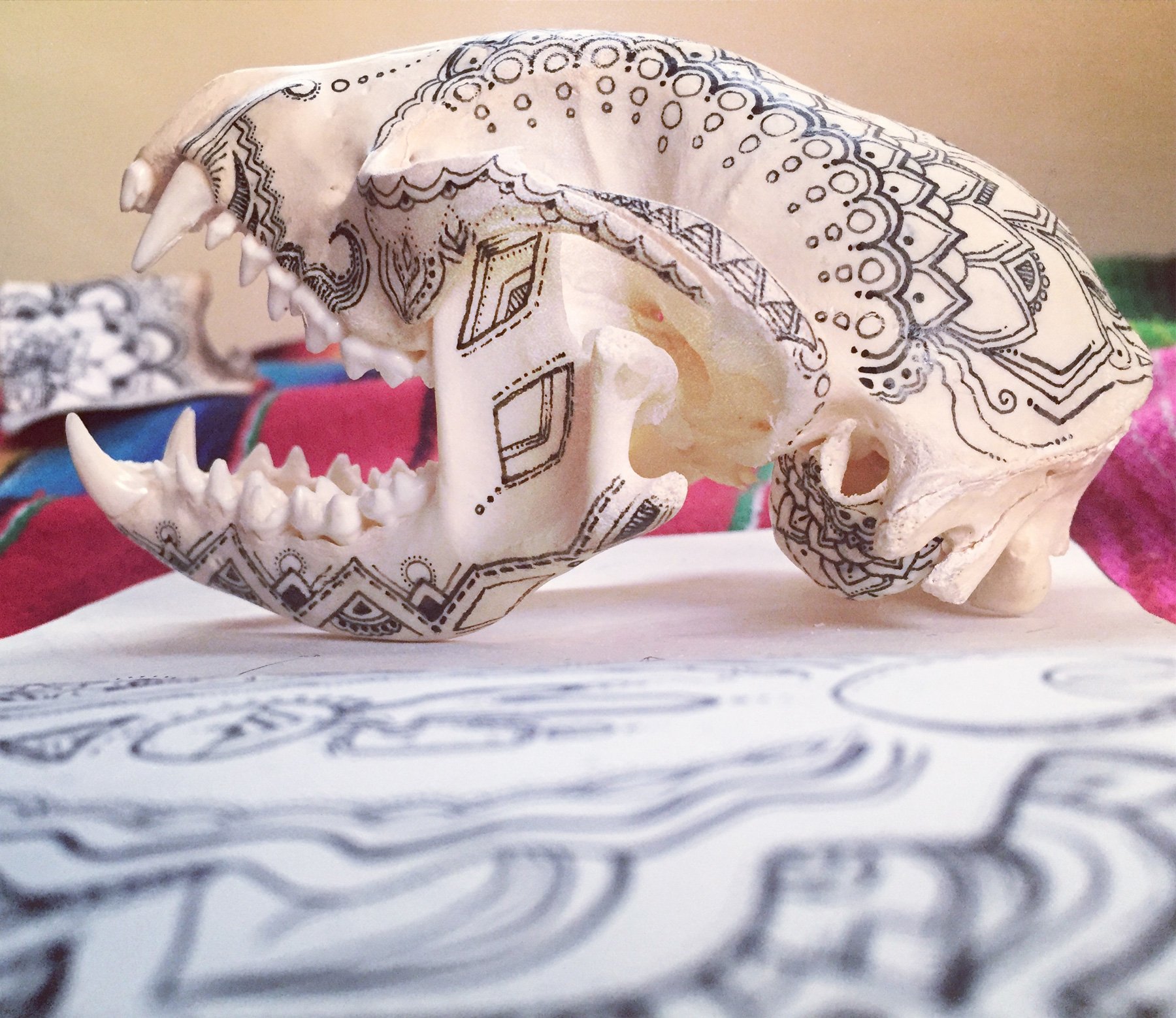 Raccoon Skull · Private Collection