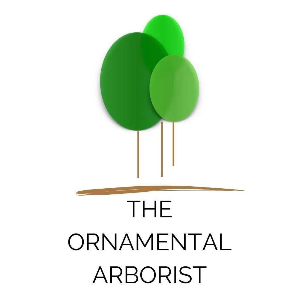 THE ORNAMENTAL ARBORIST 