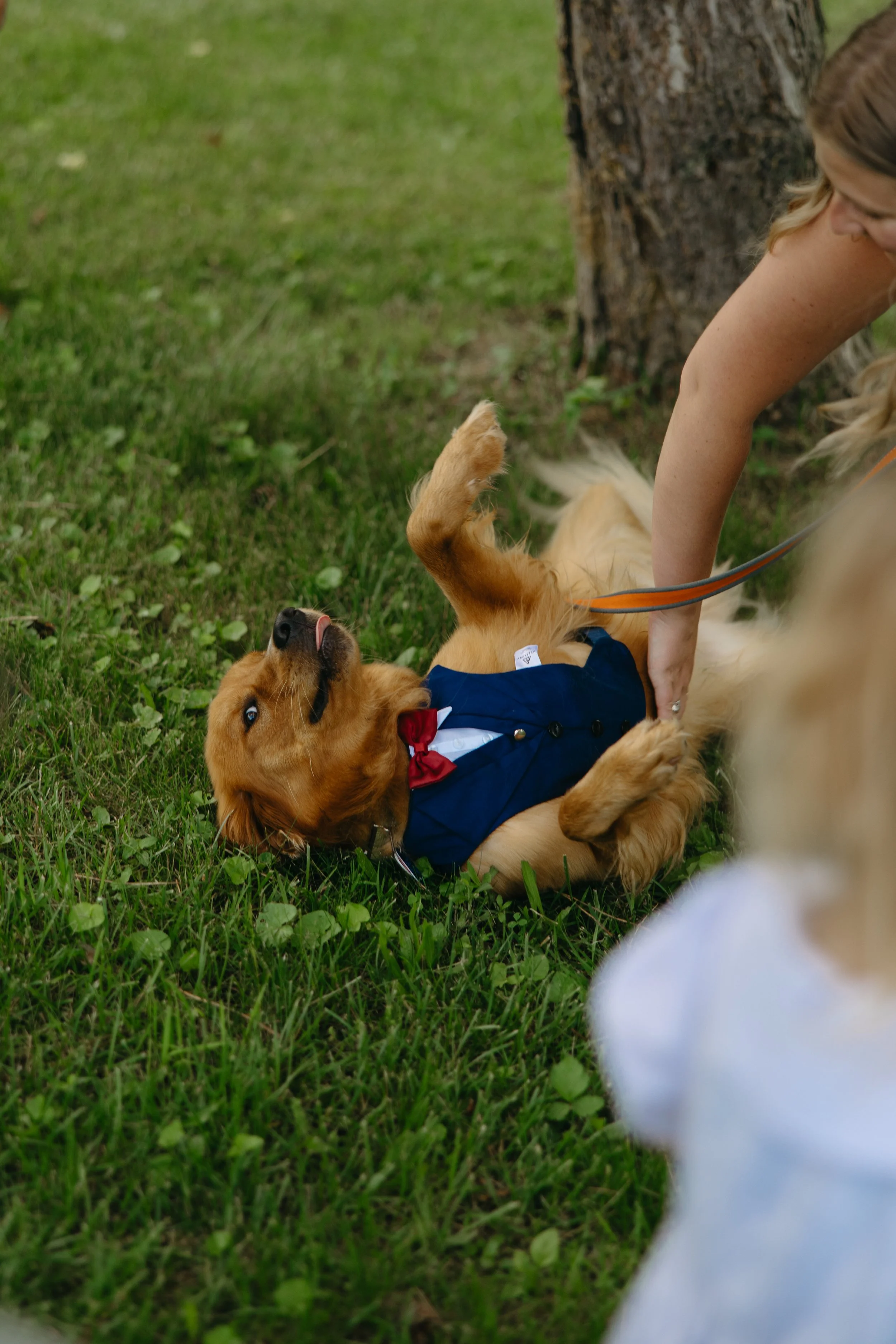 A person in a wedding dress playing with a golden retriever dog wearing a tuxedo outside near a tree at a pet-friendly Ohio wedding venue