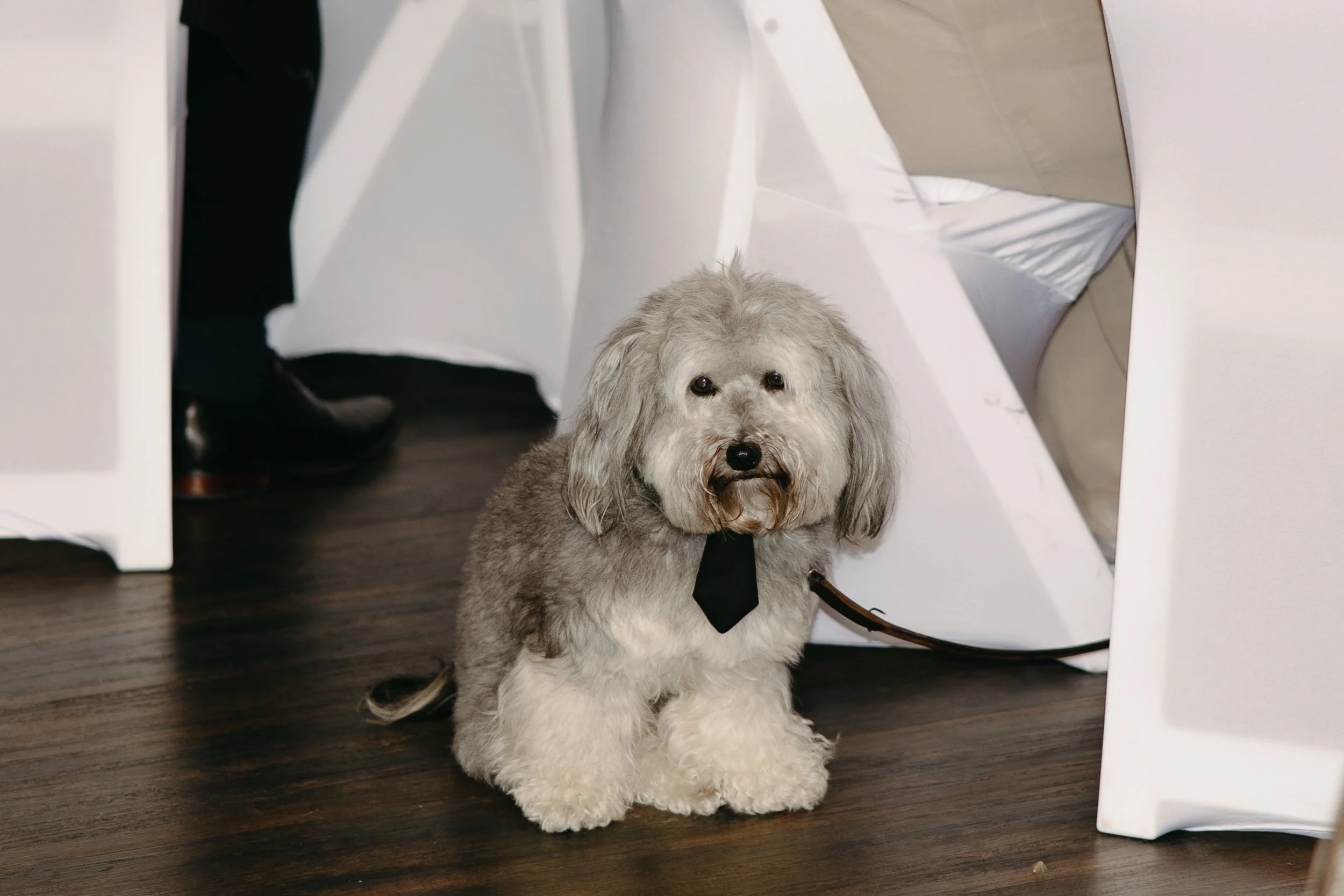 A fluffy gray and white dog wearing a black tie, sitting on a dark wooden floor underneath a white table.