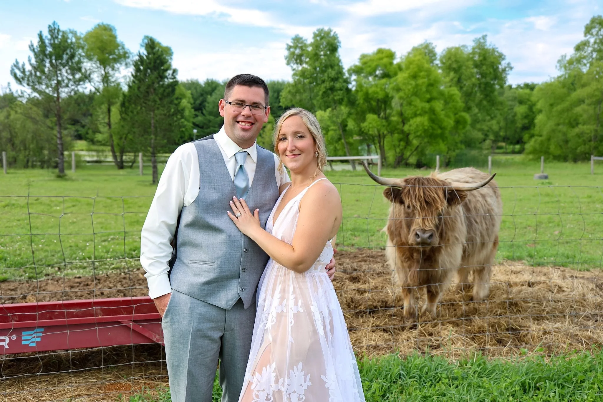 A newlywed couple stands outdoors near a Highland cow in a green field with trees and a fence in the background.