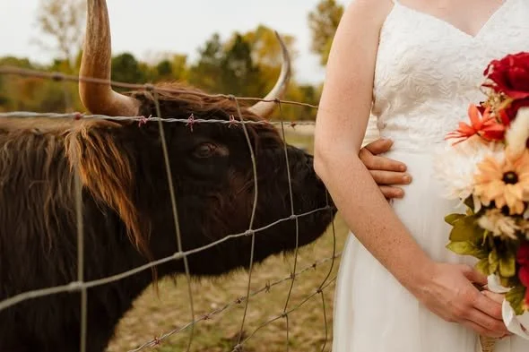 A woman in a wedding dress holding a bouquet, standing next to a fence with a Highland cow on the other side at an Ohio wedding venue