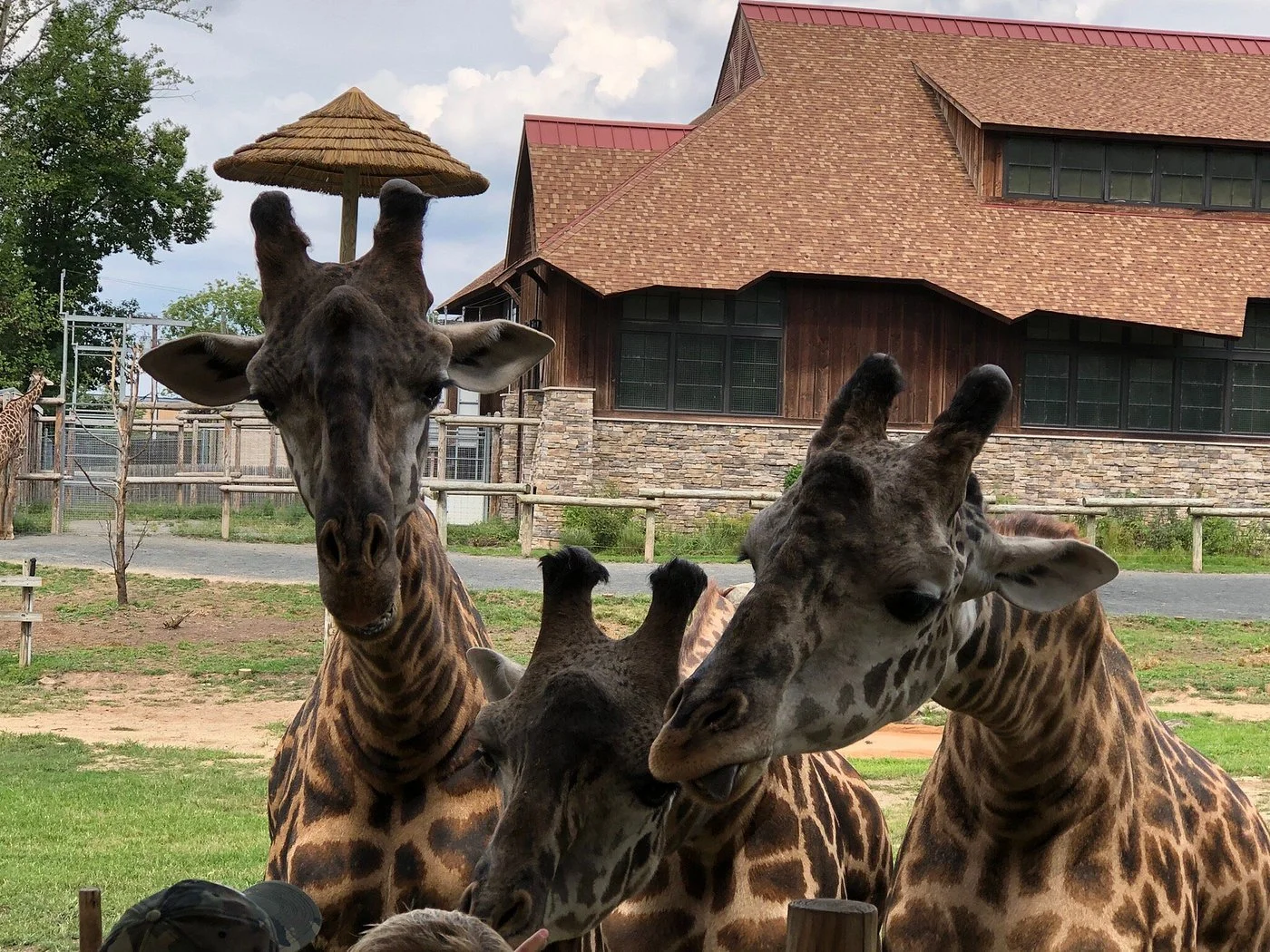 Turtle Back Zoo: A Family Guide (West Orange, NJ)