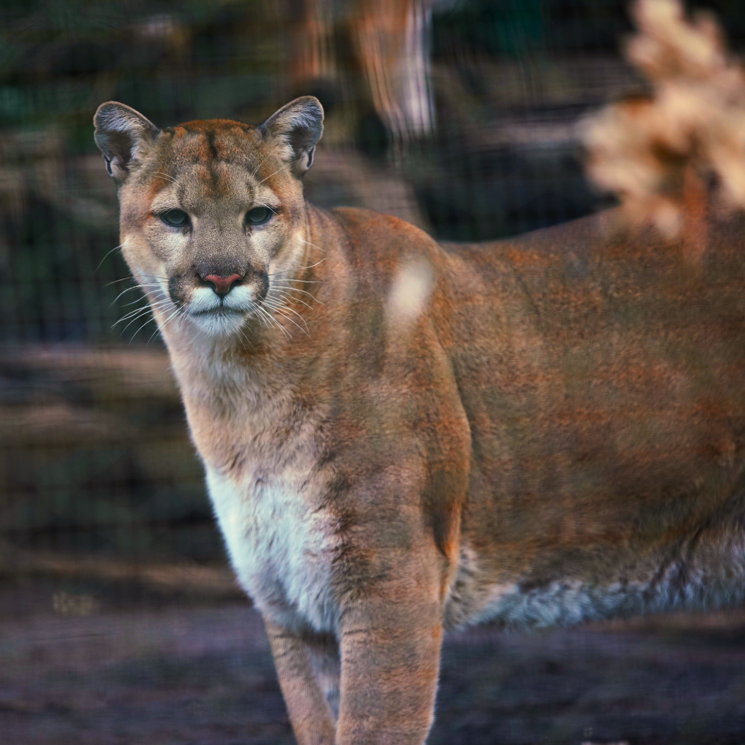 Bergen County Zoo: A Family Guide (Paramus, NJ)