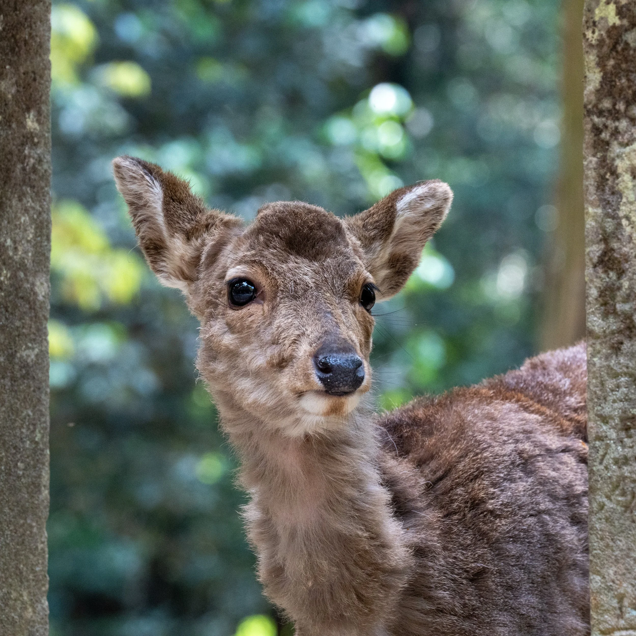 japan_nicolas_lourme-171.jpg
