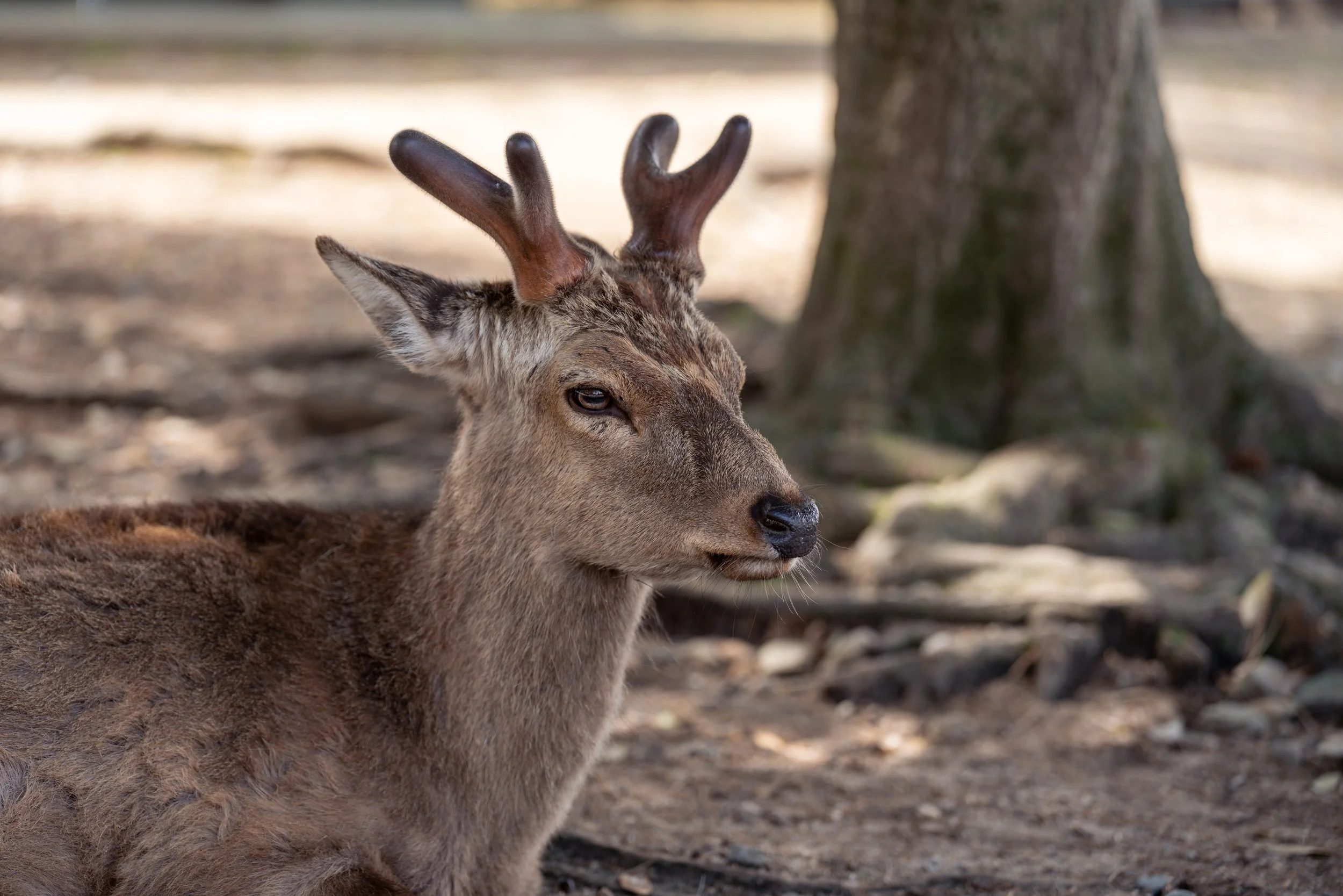 japan_nicolas_lourme-151.jpg