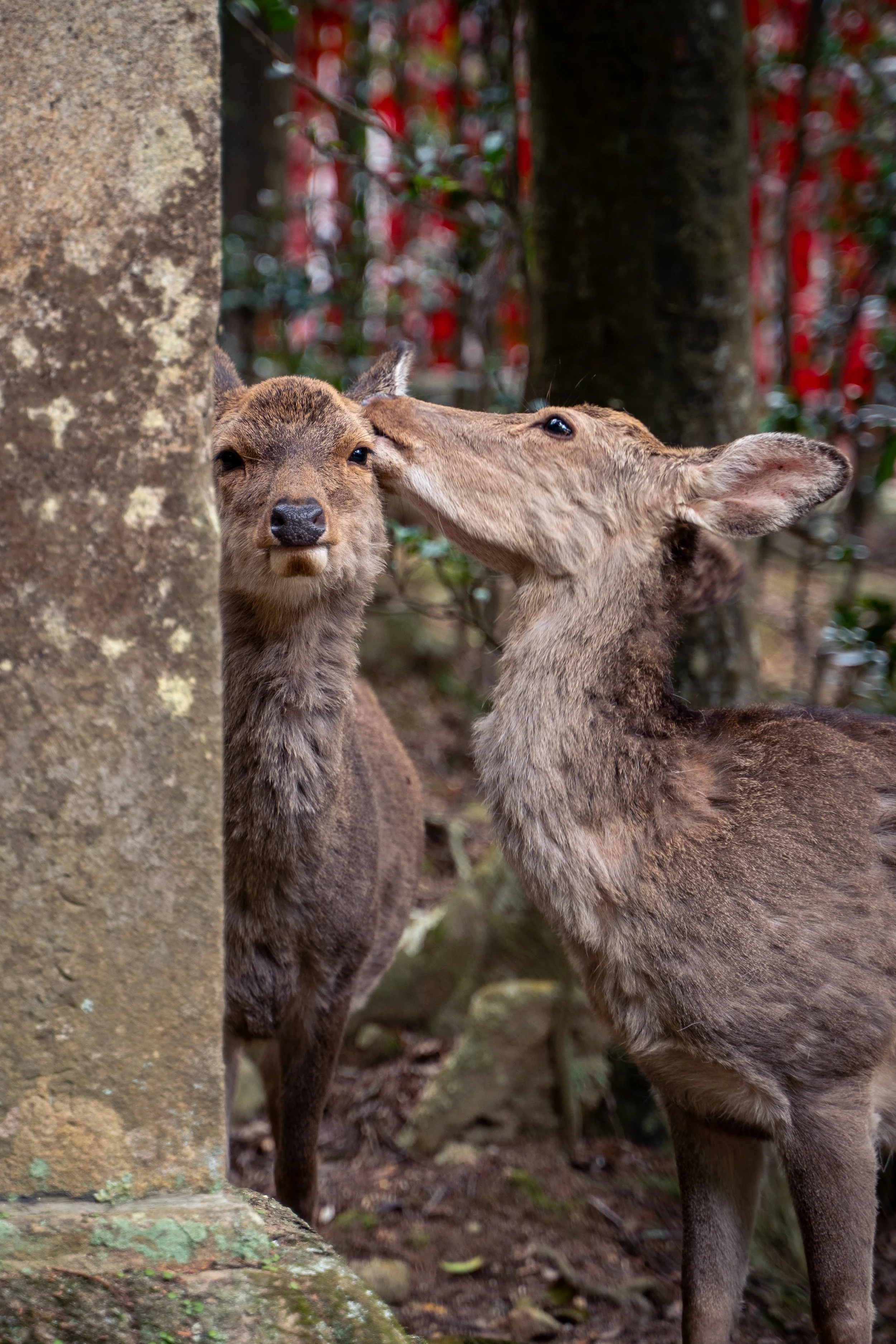 japan_nicolas_lourme-167.jpg