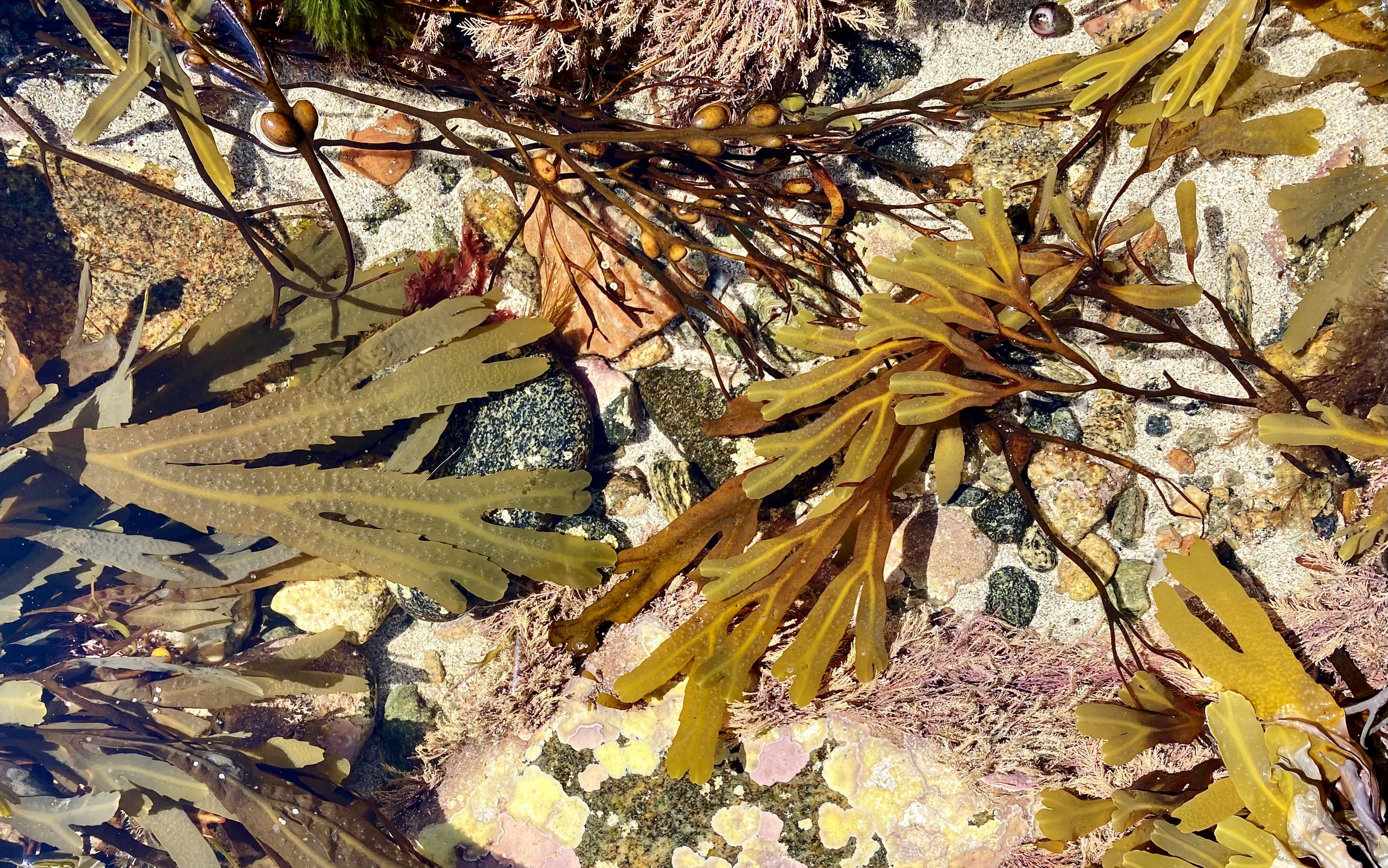 Colourful seaweed in Barvas, Outer Hebrides