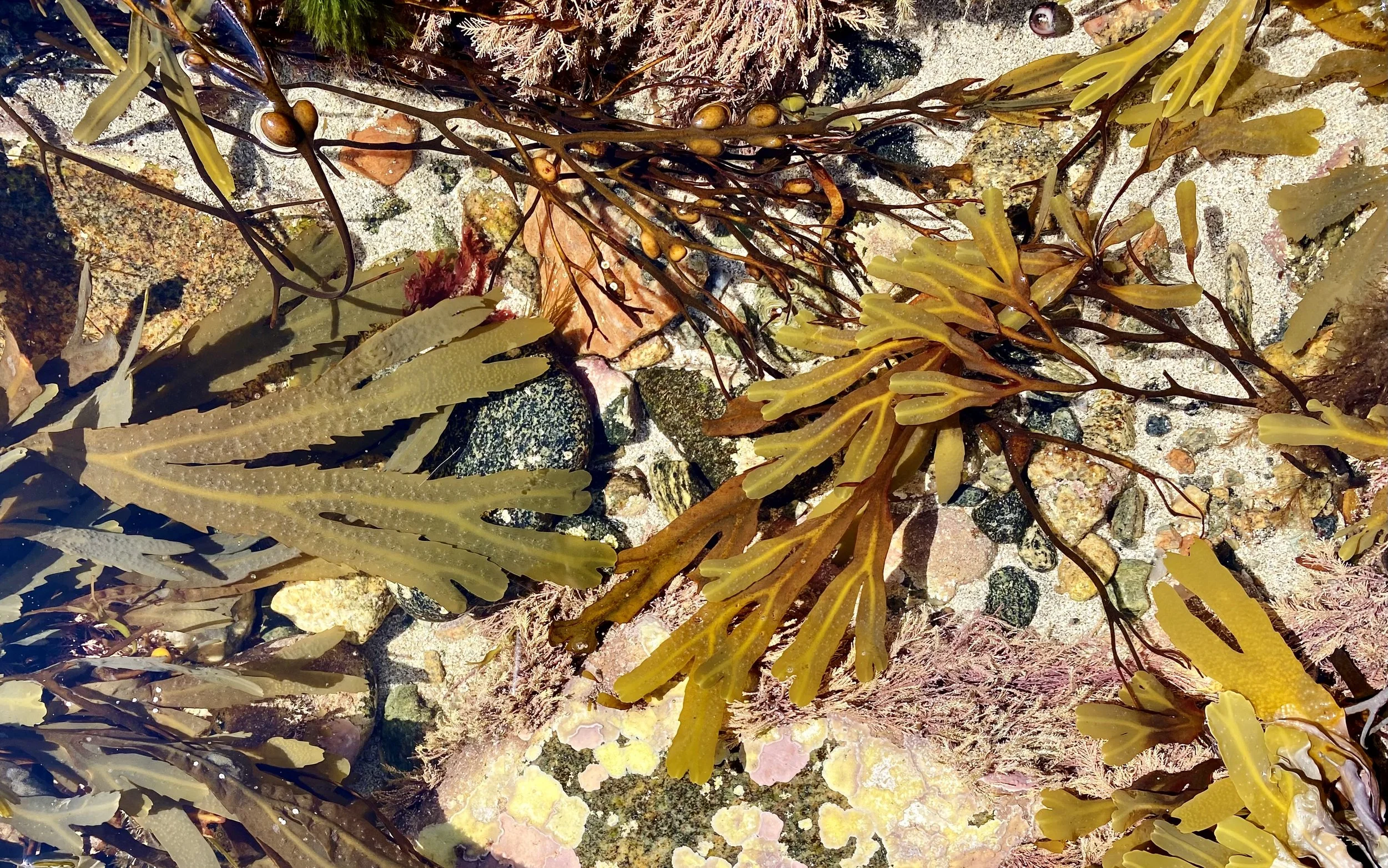 Colourful seaweed in Barvas, Outer Hebrides