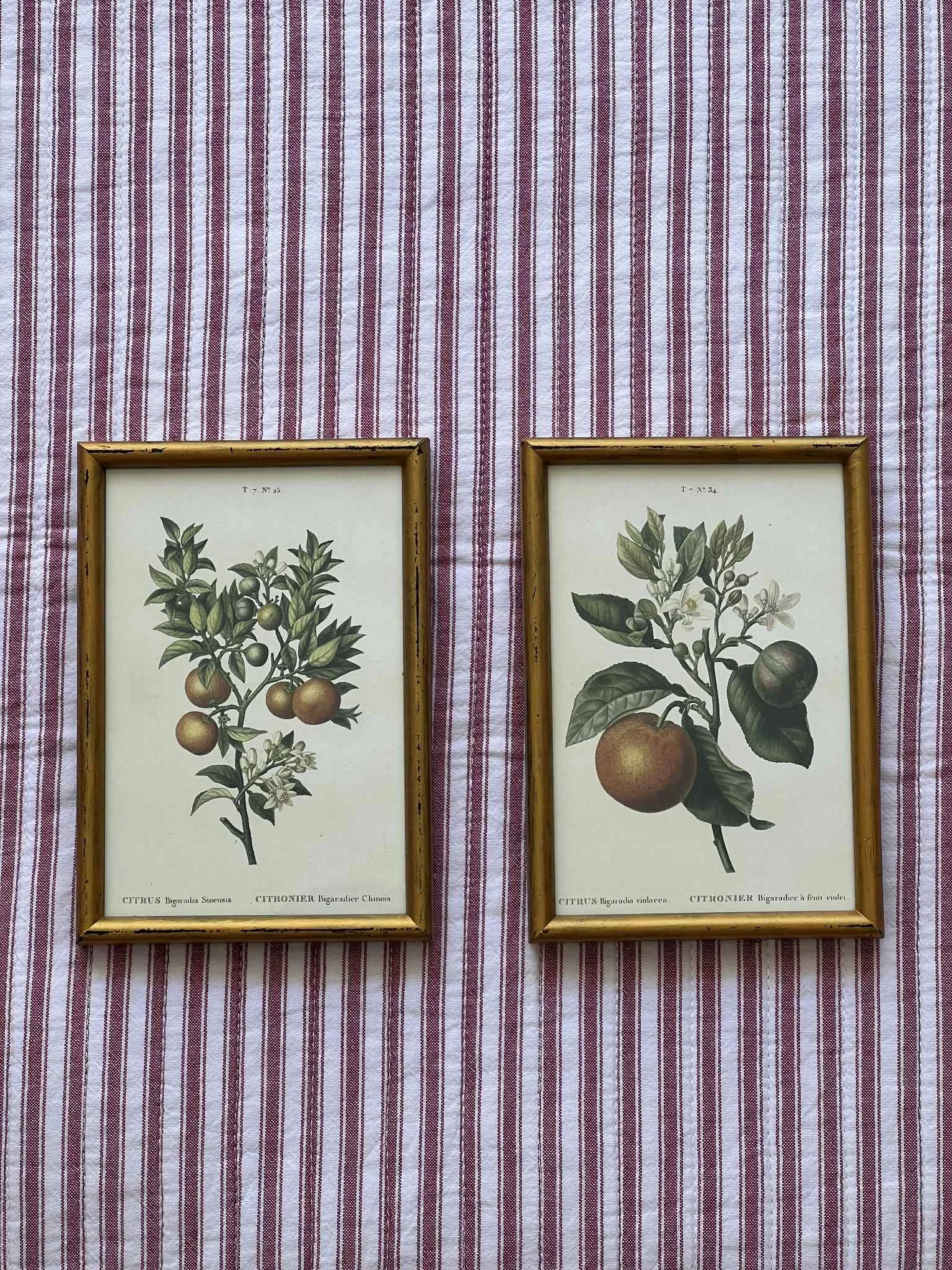 'Kumquats' framed prints