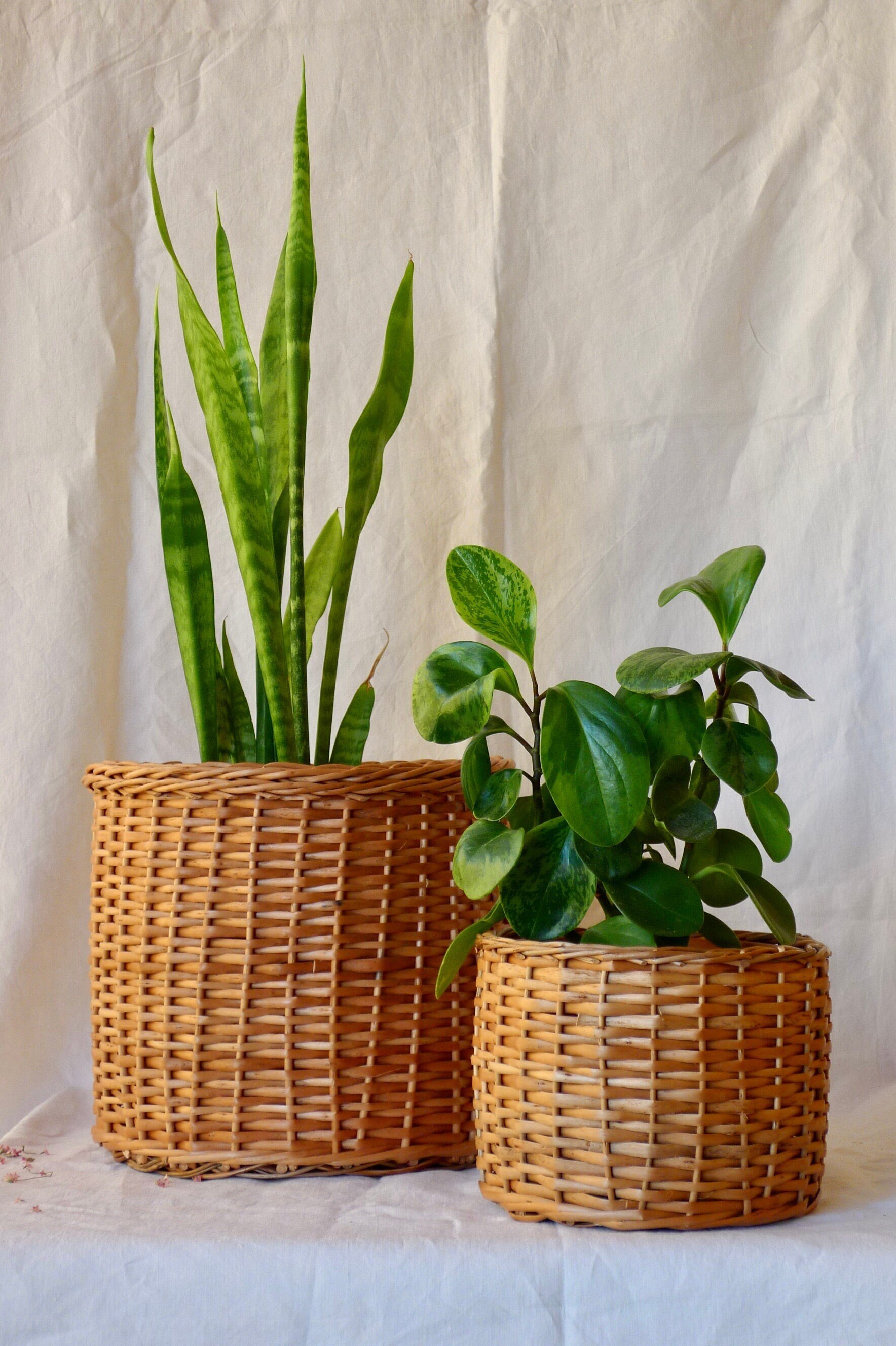 https://i.etsystatic.com/10250819/r/il/d150c5/3524302943/il_fullxfull.3524302943_osk3.jpg