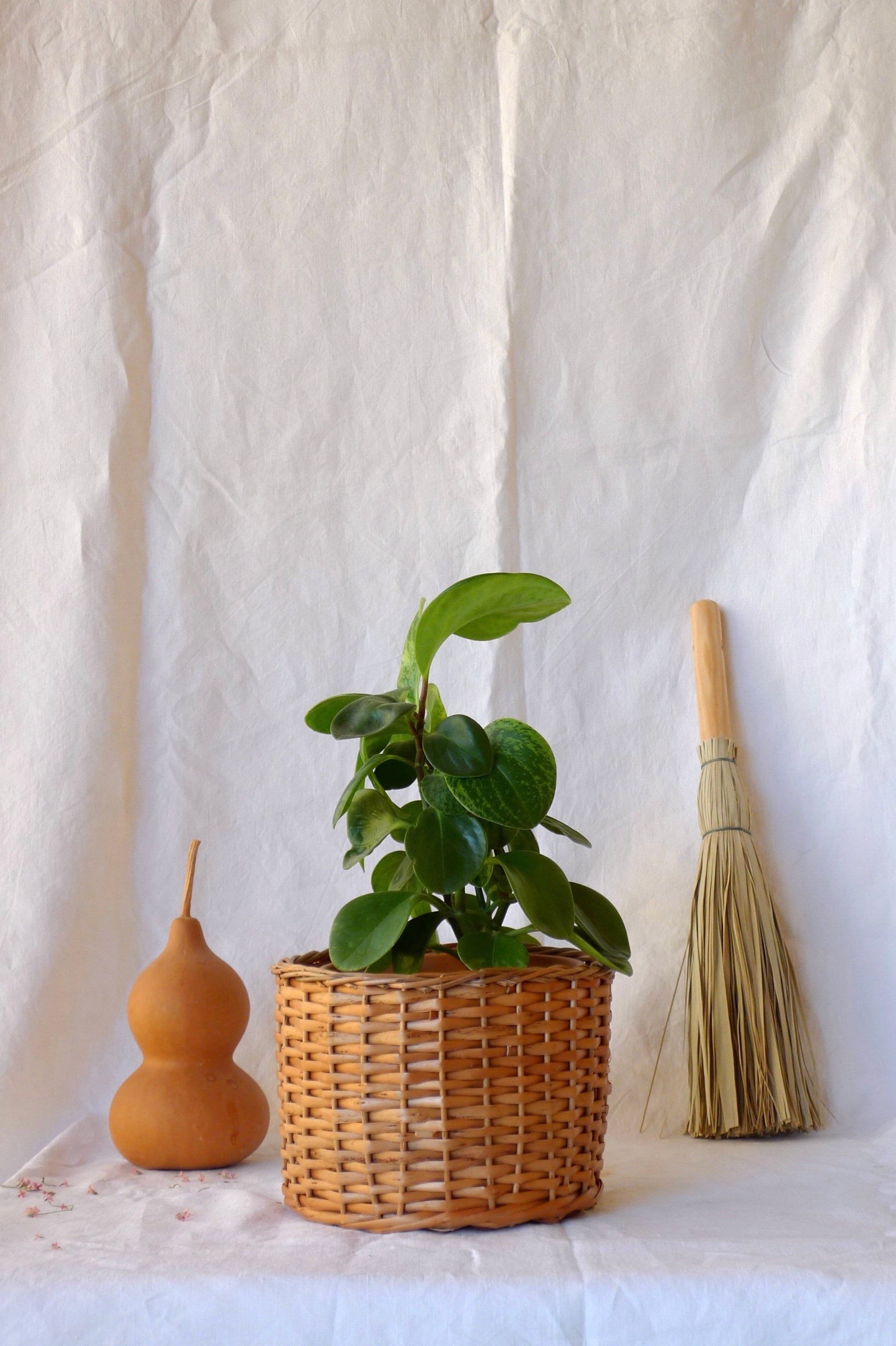 https://i.etsystatic.com/10250819/r/il/426640/3625125046/il_fullxfull.3625125046_fcck.jpg