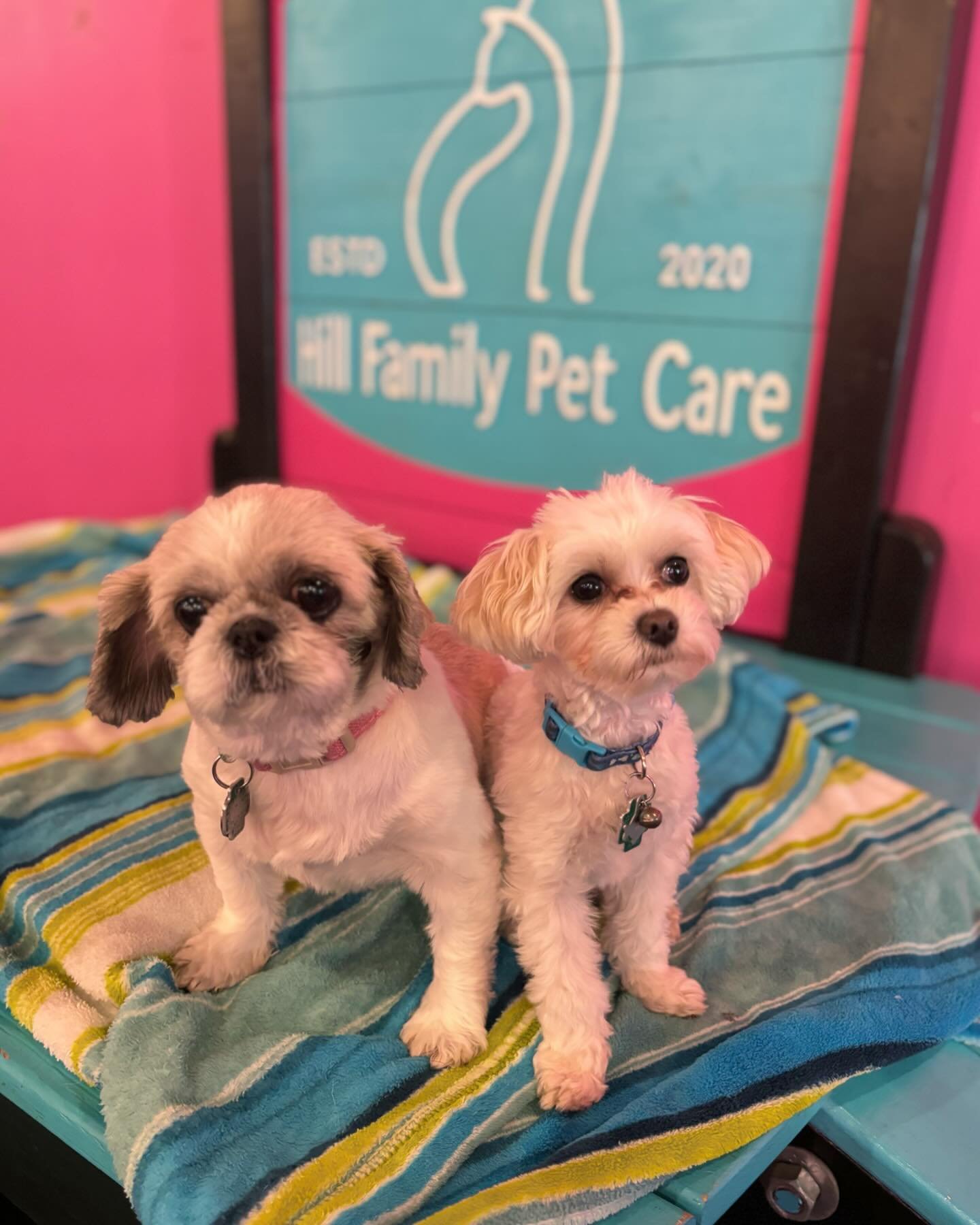 Sundays are for the pups and the pups only 🐶💕

🐶💕🐶💕

#hfpc #doggydaycare #puppies #sundayfunday #dogsofinstagram #dogsofchicago #pawtytime #doglover