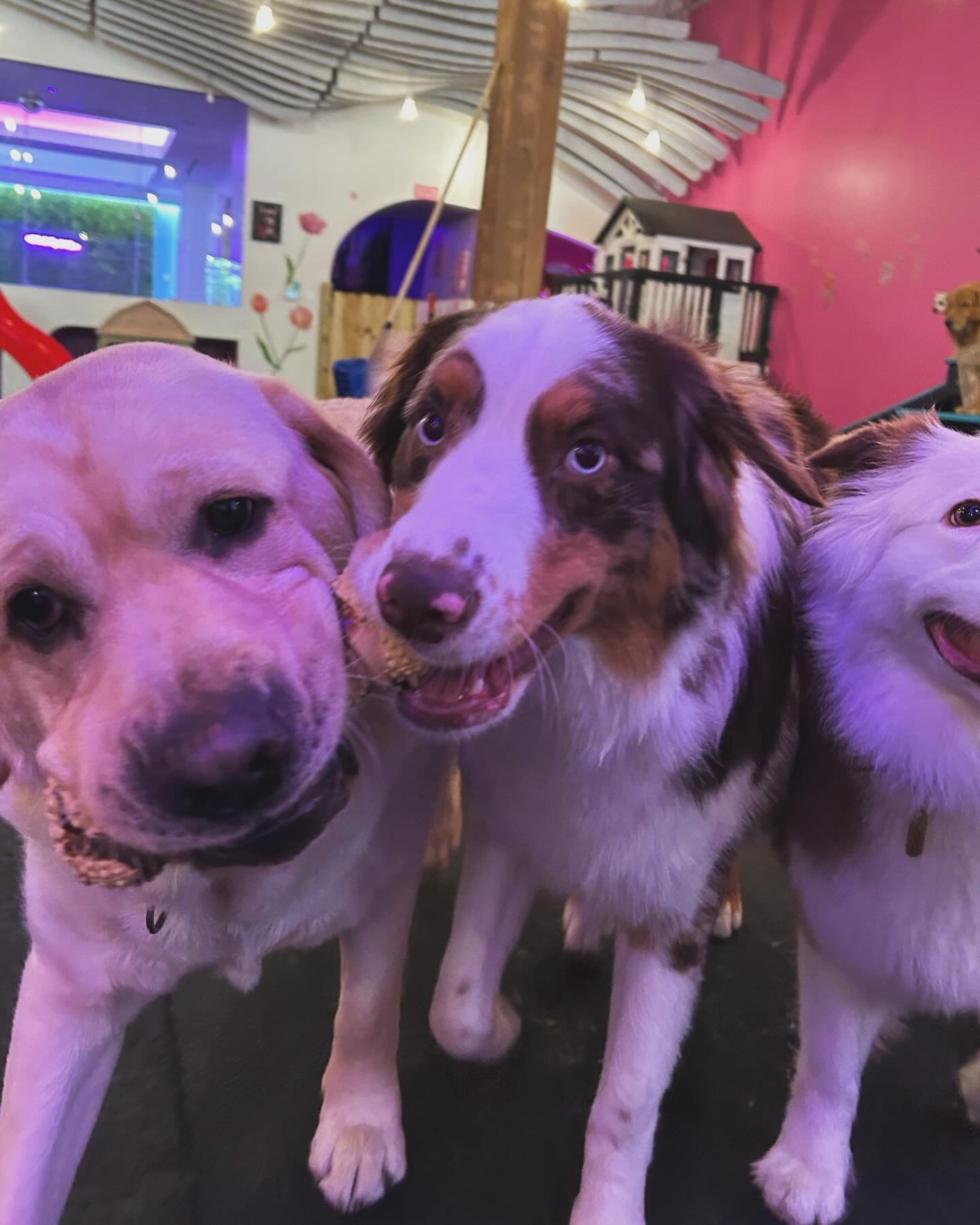 The pack has pawssion for fashion 👗🥰😍 stick around for next event Yappy Hour 🍸 next wednesday! 🐾

🐶

#dogsofchicago #dogparty #pawtytime #hfpc #doggydaycare #doglove #cutedogs #puppies #cute