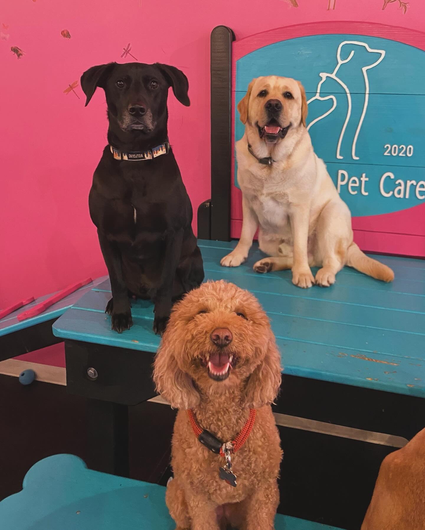 The pack is picture perfect 📸 keep swiping to see Toofy's tuesday mood 😝

🐶

#dogsofchicago #dogparty #pawtytime #hfpc #doggydaycare #doglove #cutedogs #puppies #cute