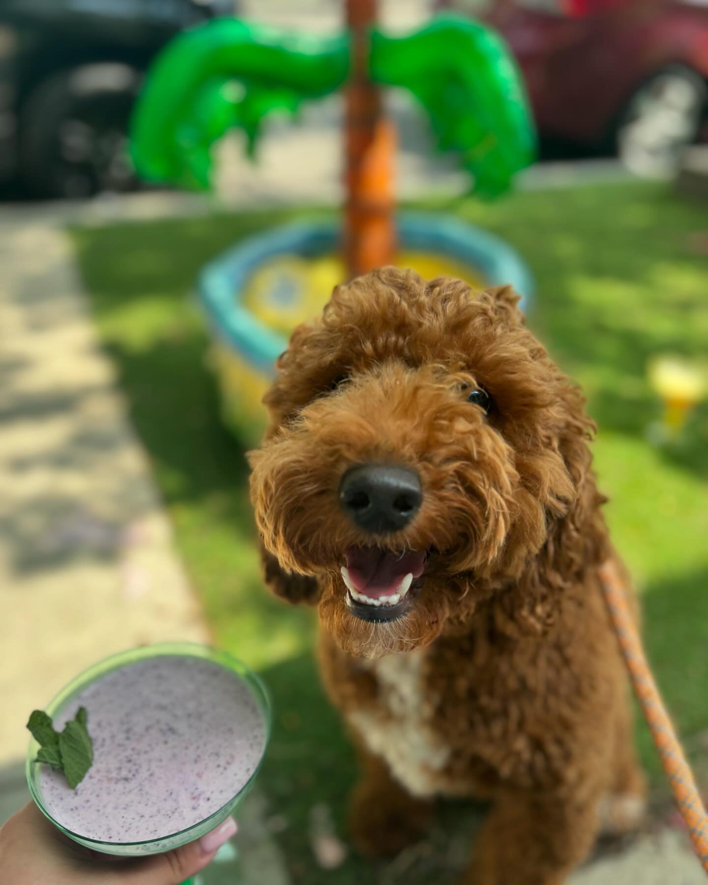 Please enjoy Part 1 of our very first Yappy Hour event 🍹The Puptini was a pack favorite 🍸🩷 What a pawesome start to the summertime☀️🐾

🐶

#dogsofchicago #dogparty #pawtytime #hfpc #doggydaycare #doglove #cutedogs #puppies #cute