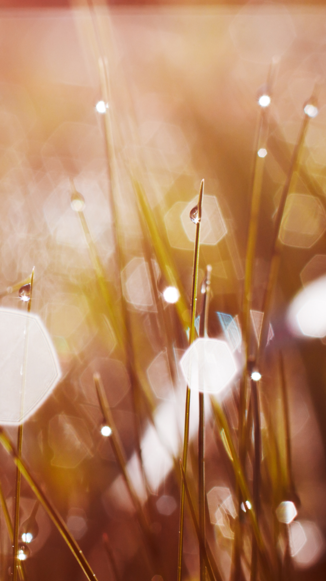 La magie du présent - La rosée