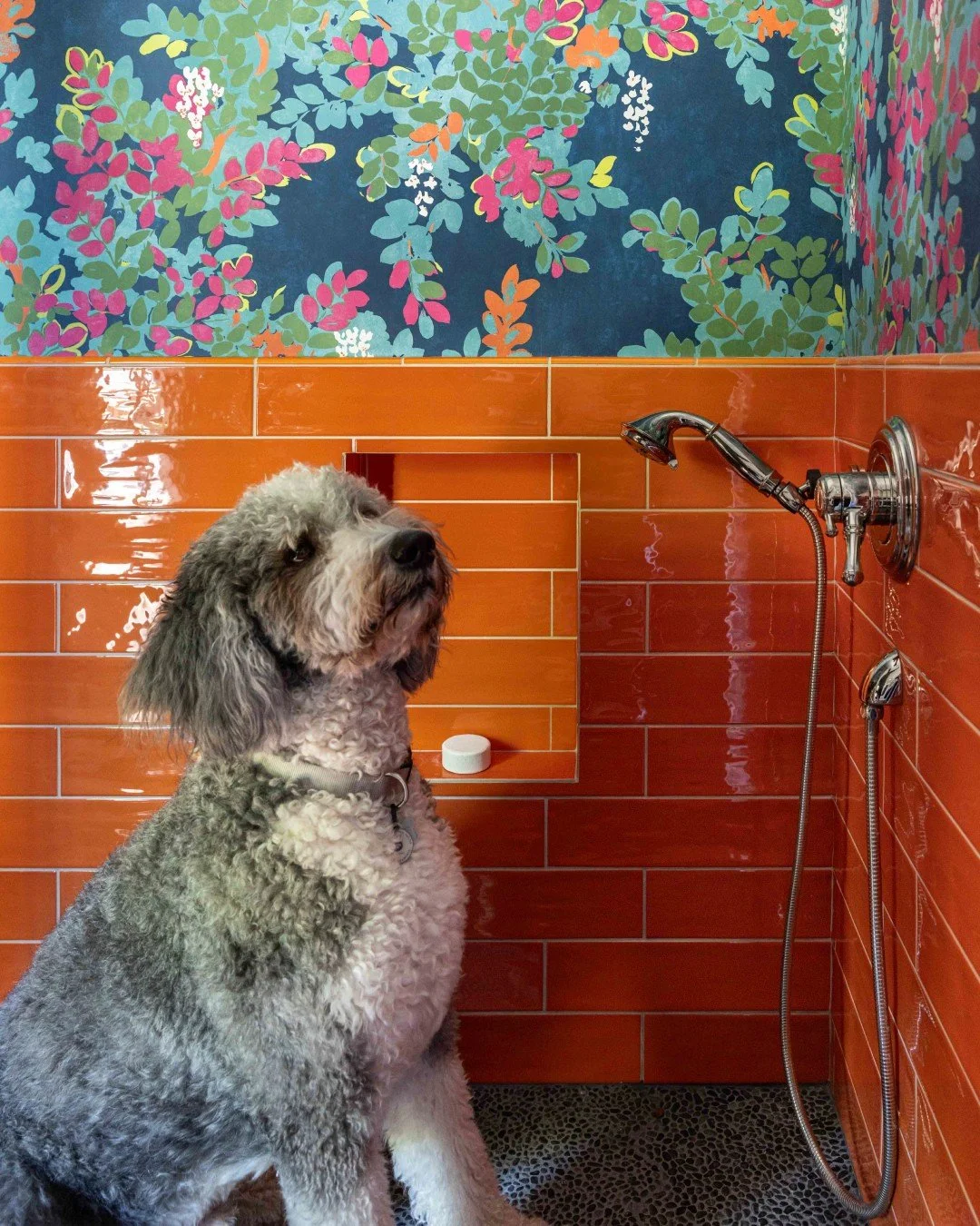 Ready to catch every shake and wiggle. 💦🐶 ⁠
⁠
Our newest project, Curated Craftsman, was designed with every family member in mind, even (and especially!) those with four legs. This Craftsman-style home brings together bright colors, vibrant patter