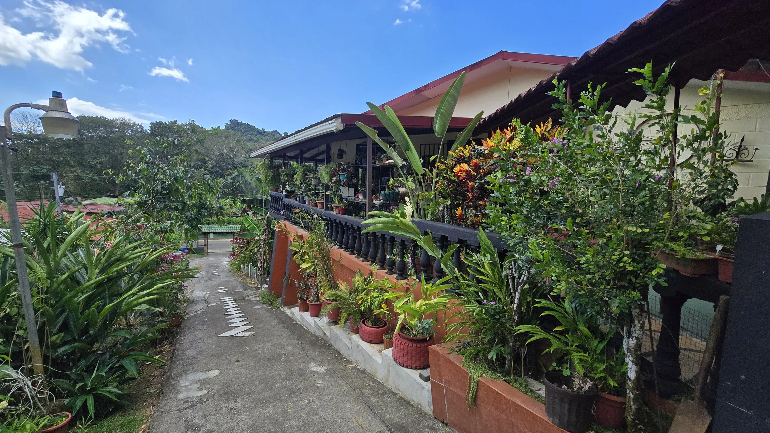 A narrow path lined with potted plants on both sides, leading to a house with a balcony filled with more plants and colorful flowers. The sky is blue with a few clouds.