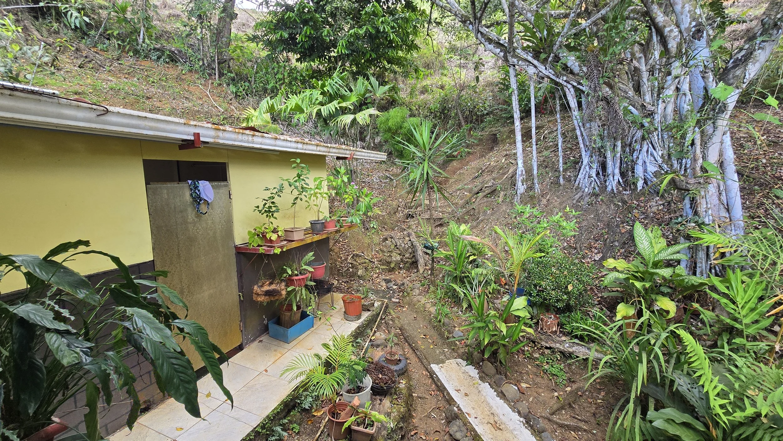 A small yellow house with a metal roof is surrounded by lush green tropical plants. There are potted plants on a shelf and on the ground next to the house. A small tile patio area is visible with some gardening pots. The background features a hillsid