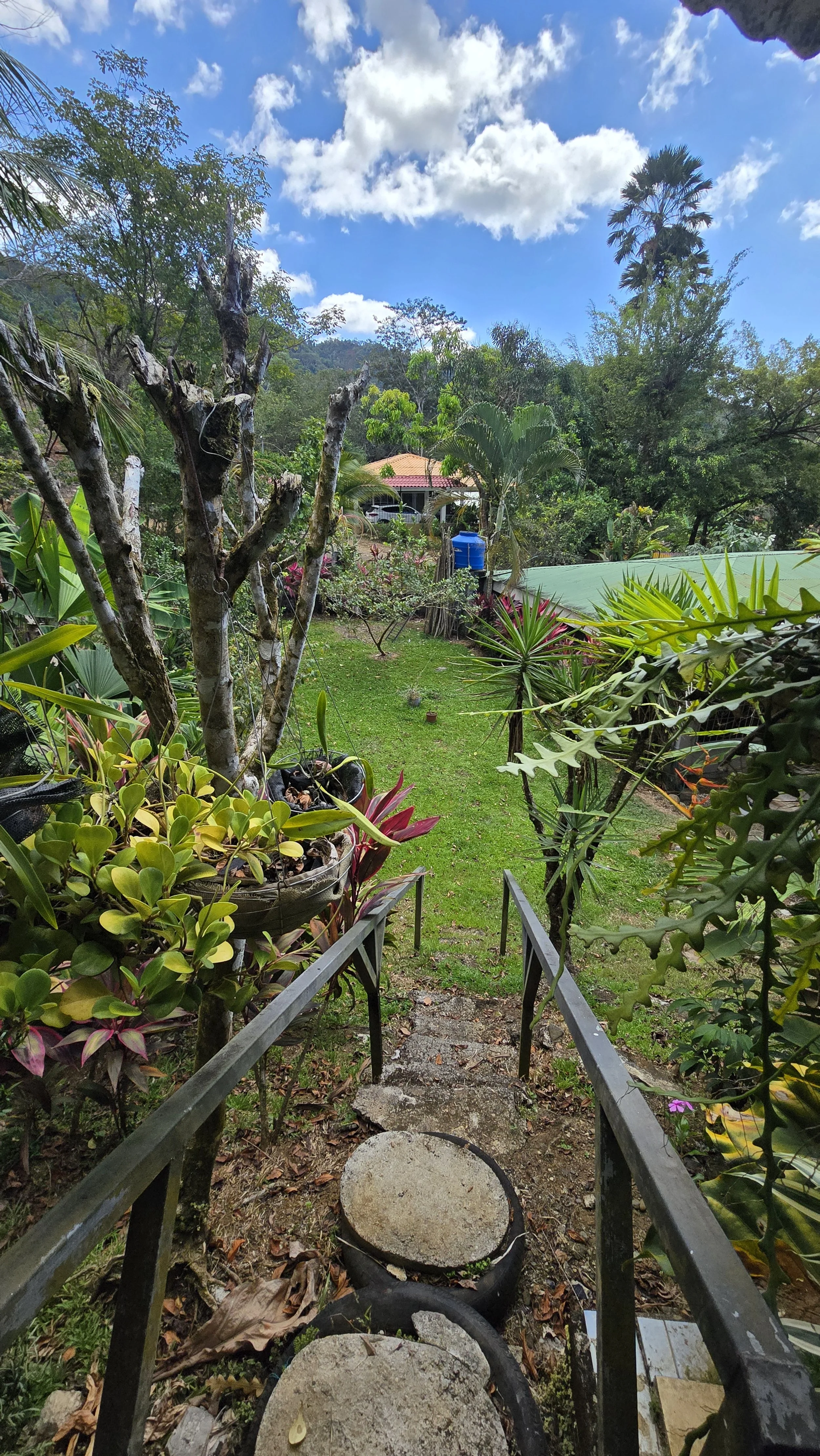 View of a lush green backyard garden with various plants, trees, and a path with stone steps leading downhill, under a partly cloudy sky.