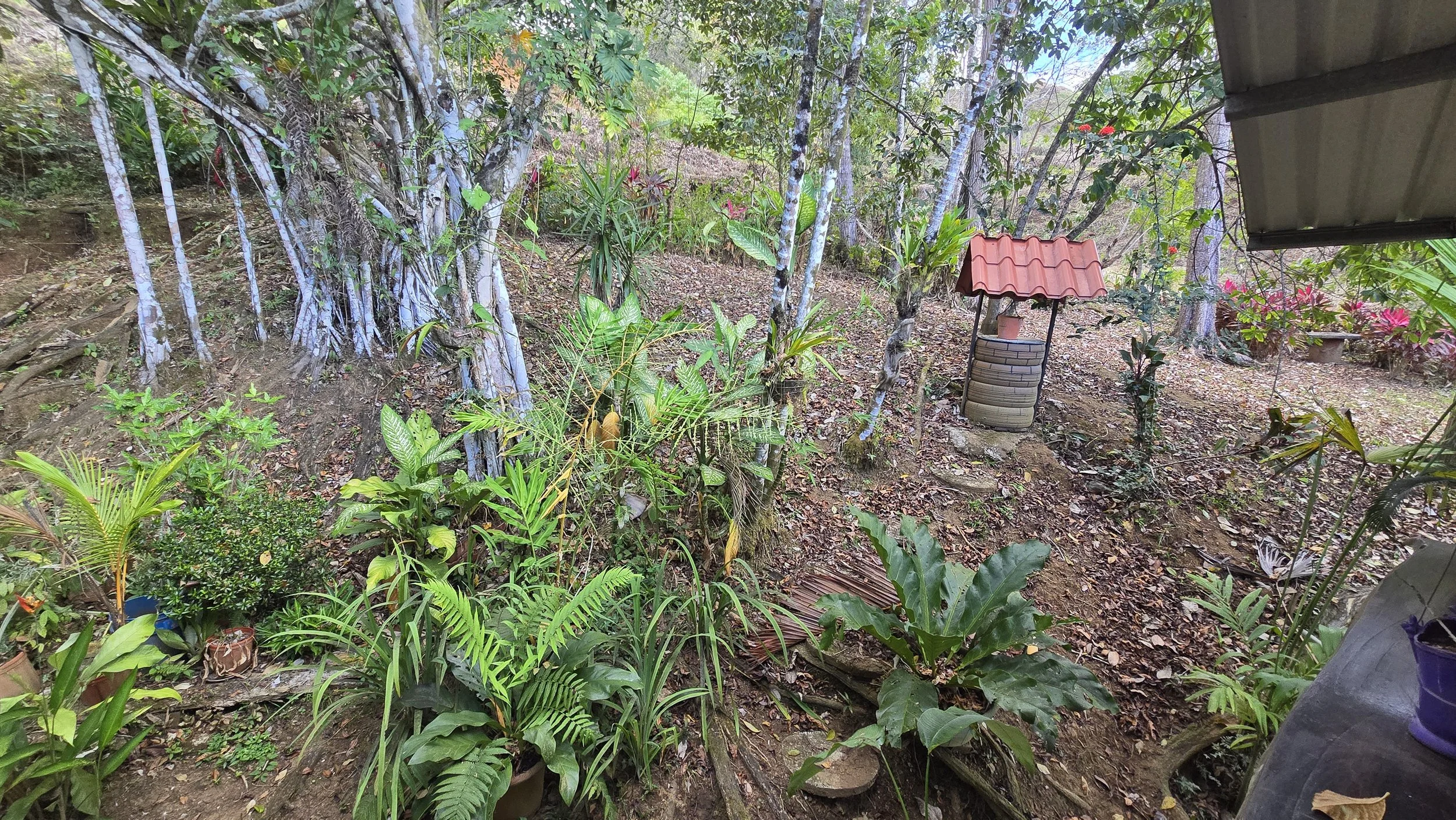 Lush backyard garden with various plants, trees, and shrubs, including a small red-roofed well structure, dirt ground, and a partial view of a roof on the right.