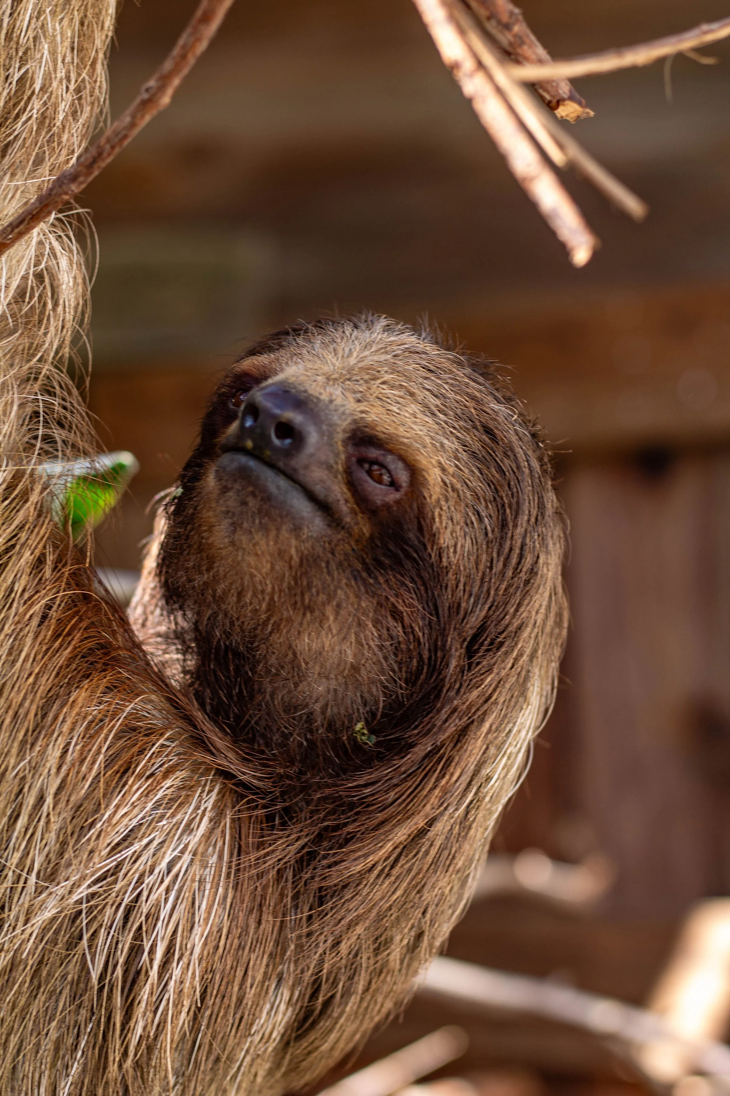 A baby sloth hanging on a tree branch, holding a green leaf in its mouth, surrounded by green foliage.