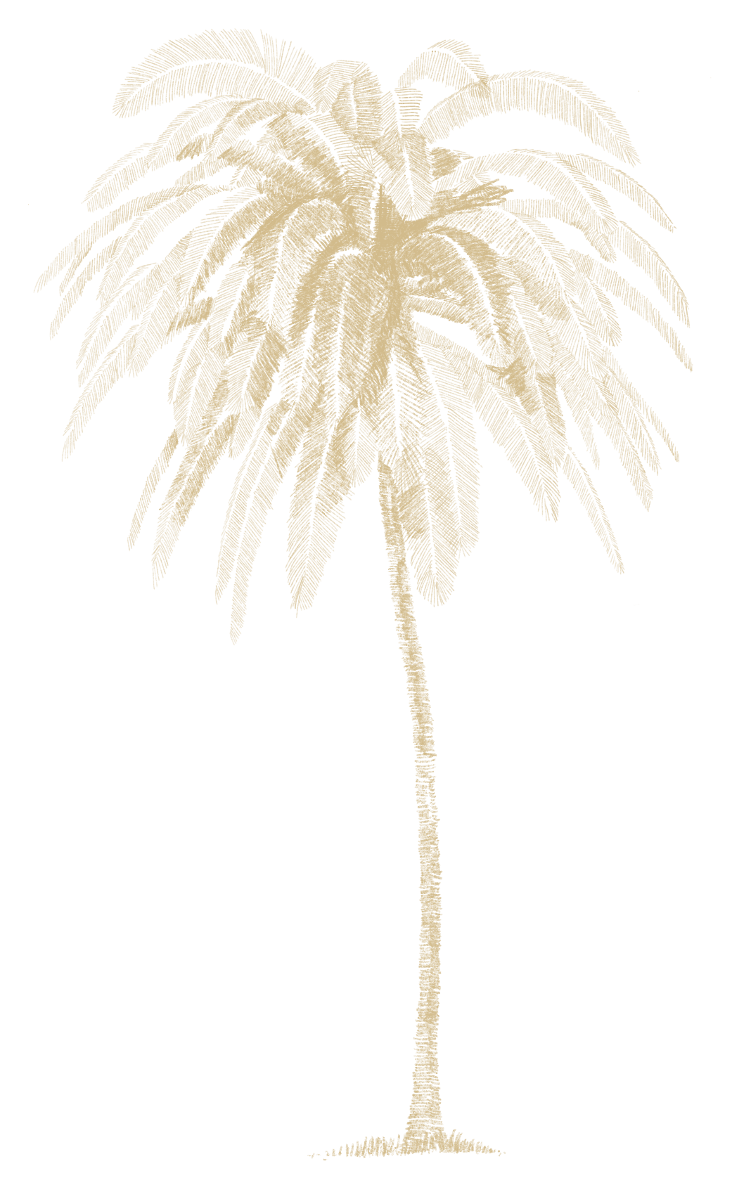 TJM_Illustrations_PalmTree