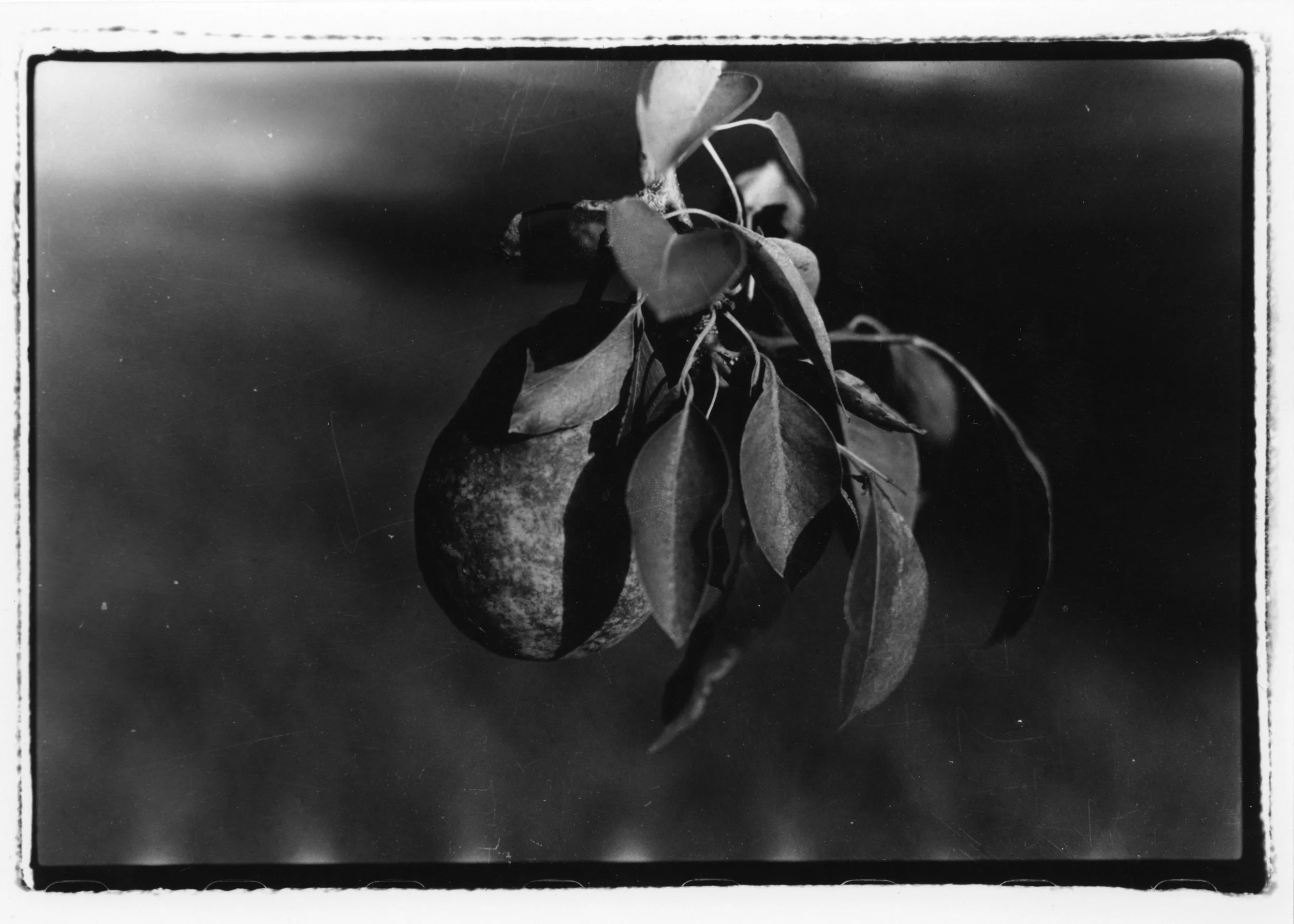Pear (c.Autum 2018).jpg