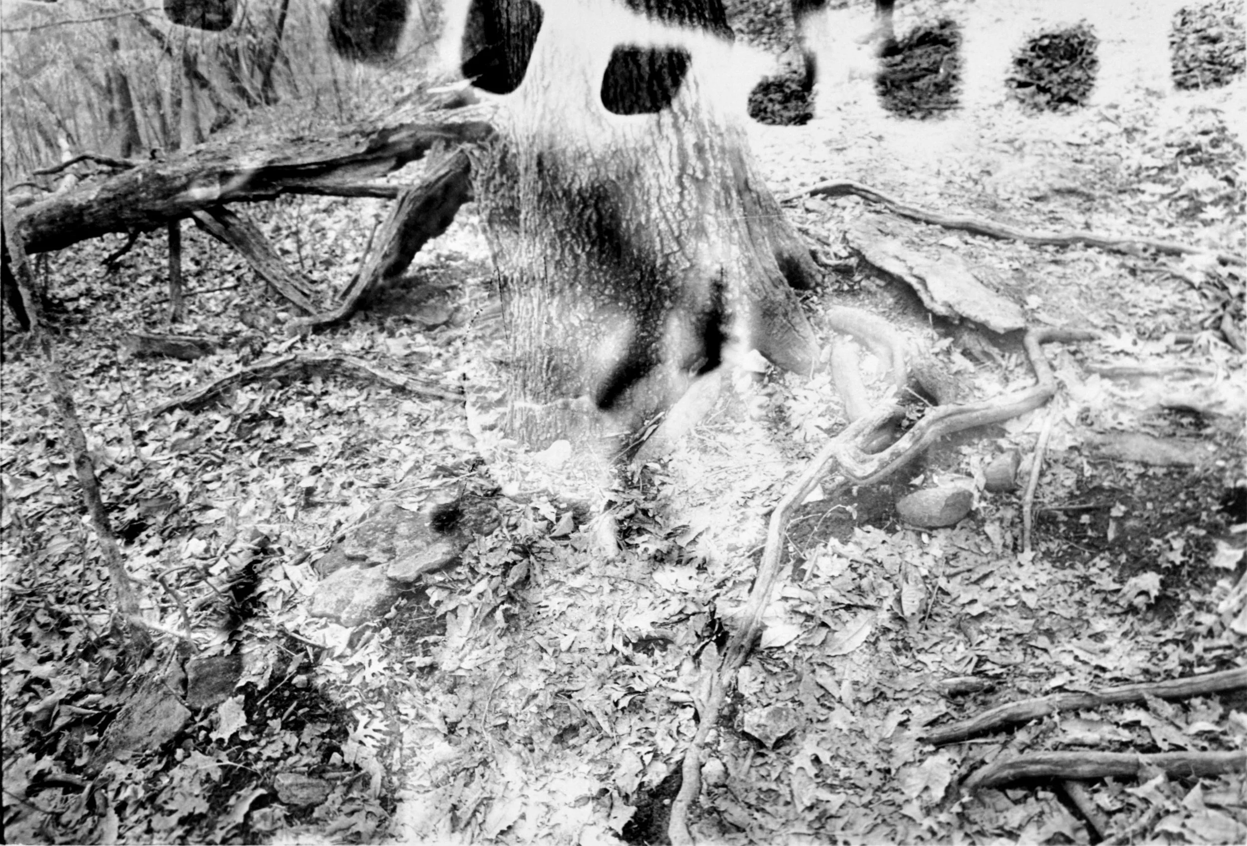 Roots.jpg
