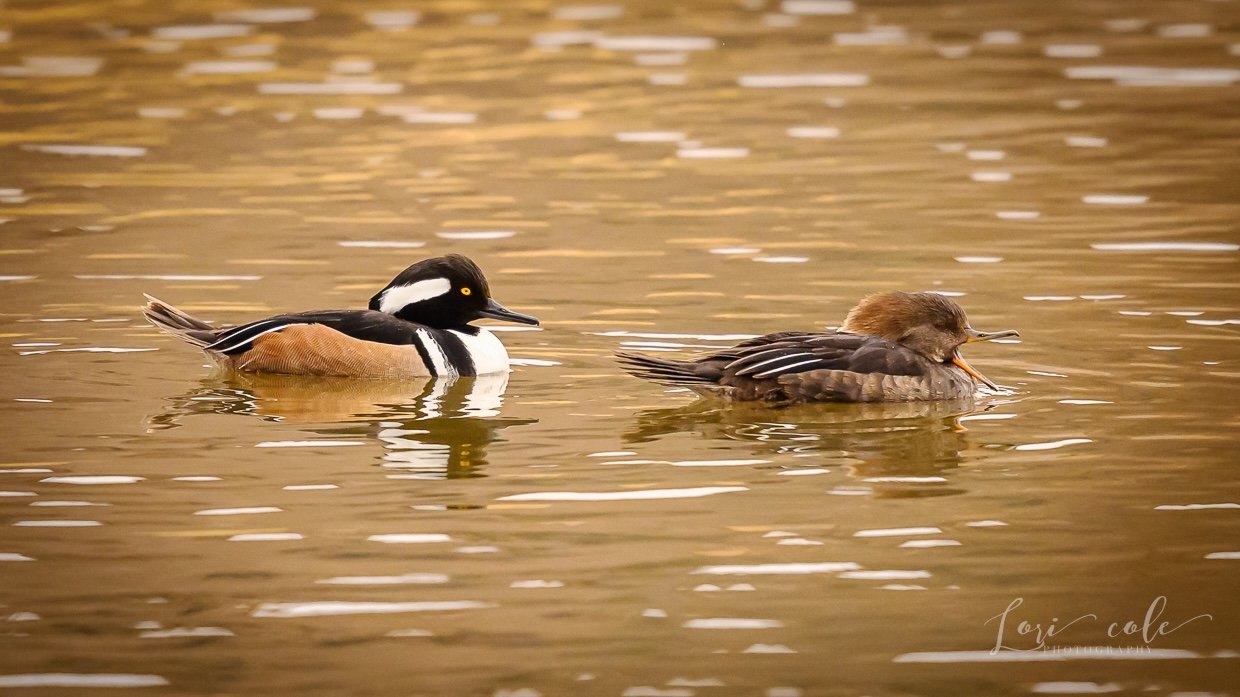 fire station, sales tax increase, and Bypass items continuing