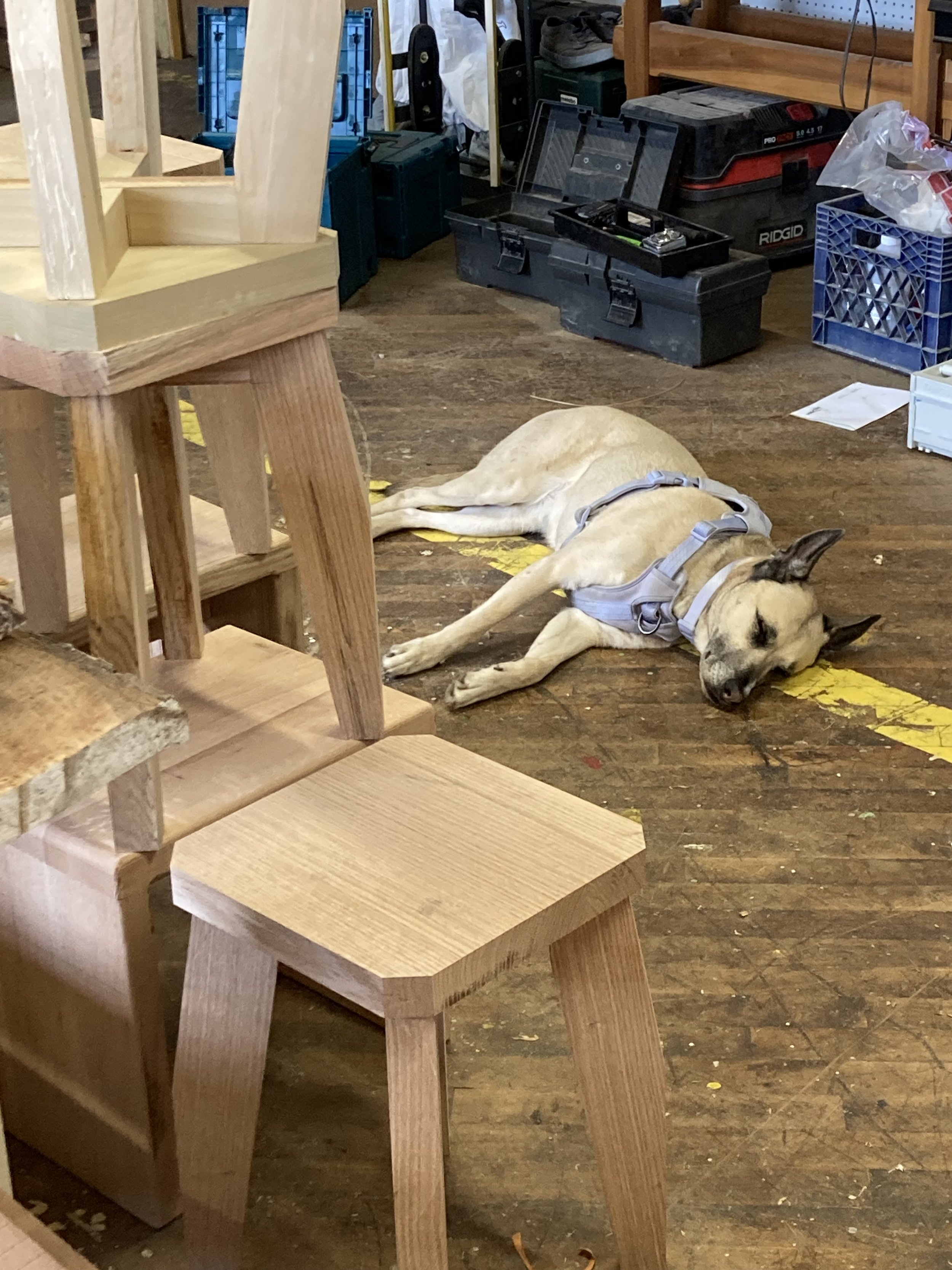 A dog wearing a harness lying on the floor of a workshop with wooden stools and various tools around.
